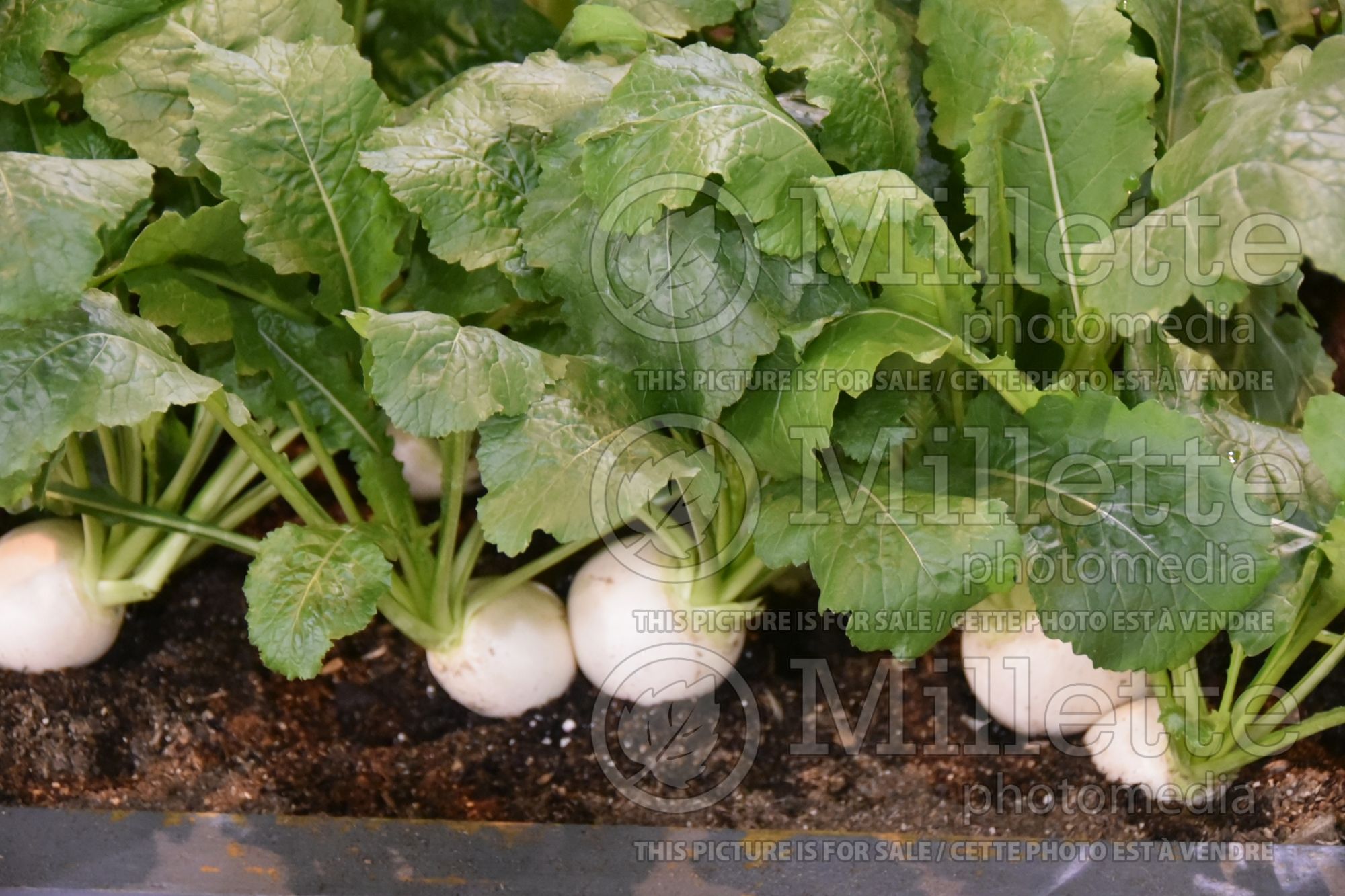 Brassica Hakurei (Turnip vegetable - navet) 2