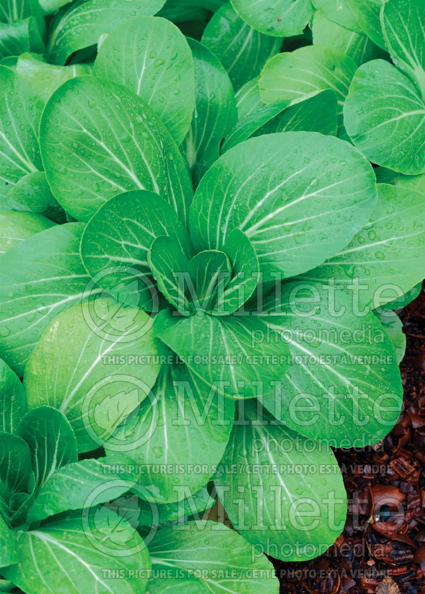 Brassica Mei Qing Choi (pak-choi asiatic vegetable ) 1