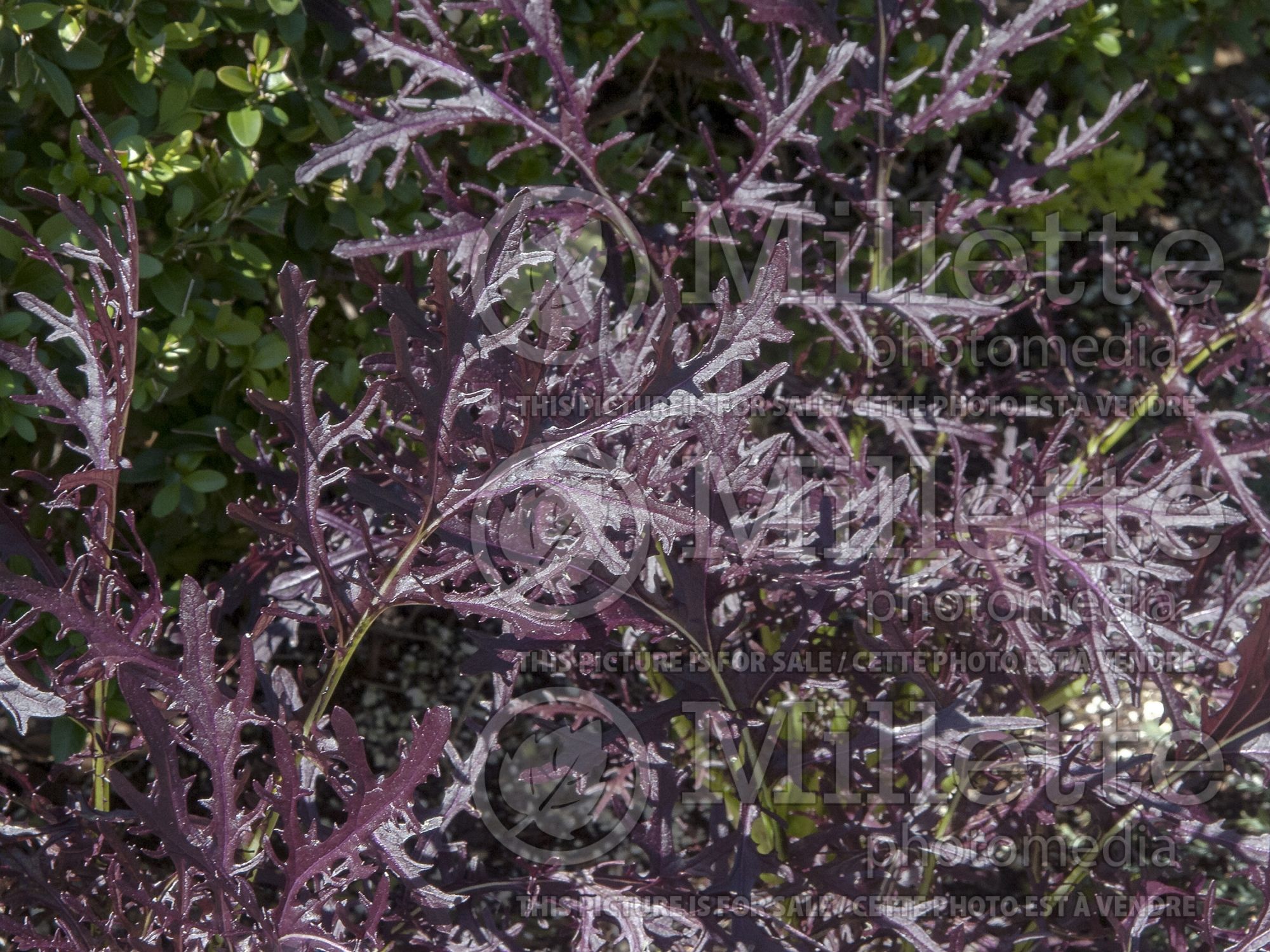 Brassica Mizuna Red Streak (Mustard Vegetable) 1