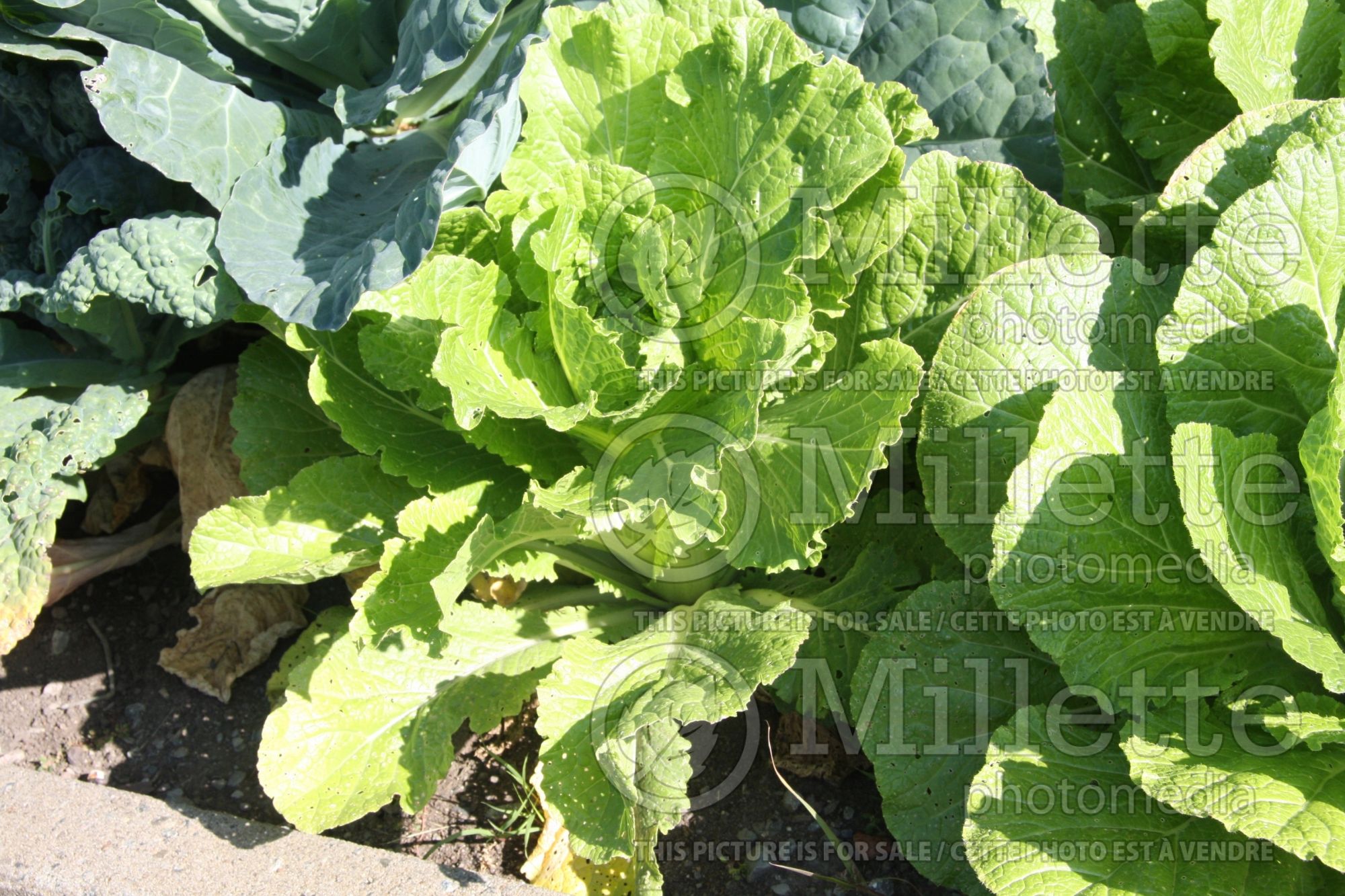 Brassica Greenwich (Pak choi asiatic vegetable) 1