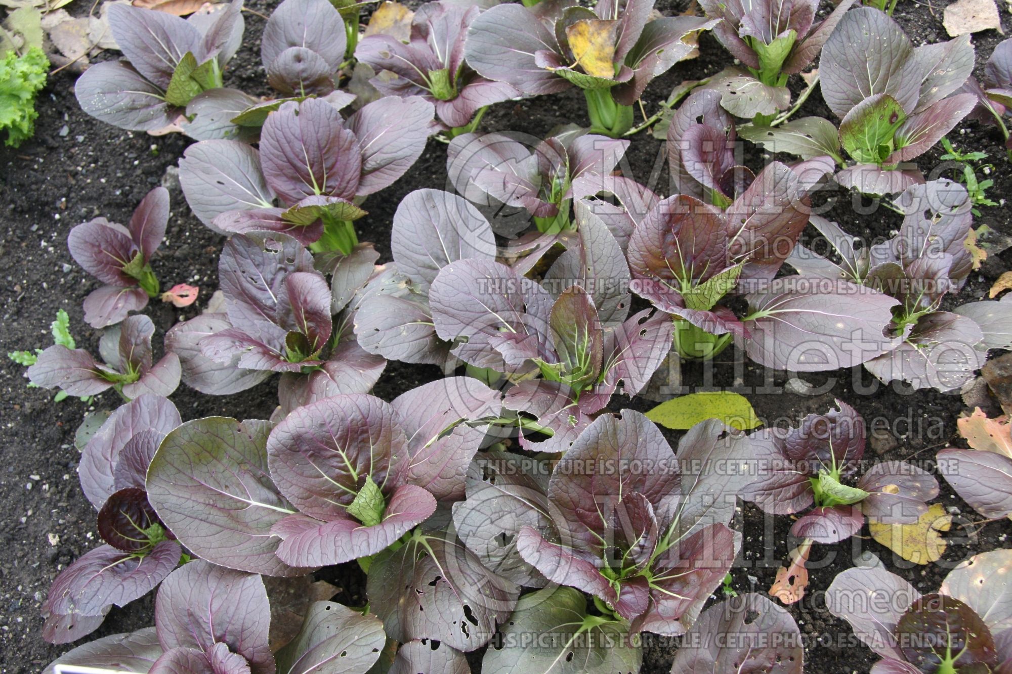 Brassica Red Choi (Pak choi asiatic vegetable ) 2