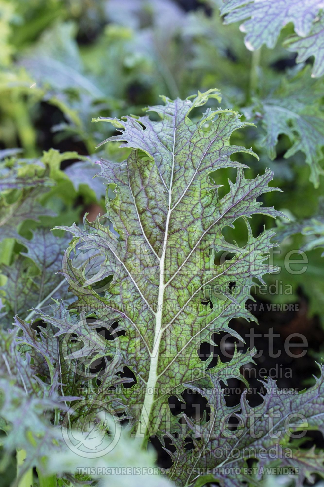 Brassica Red Mizuna (chinese mustard lettuce oriental vegetable) 1