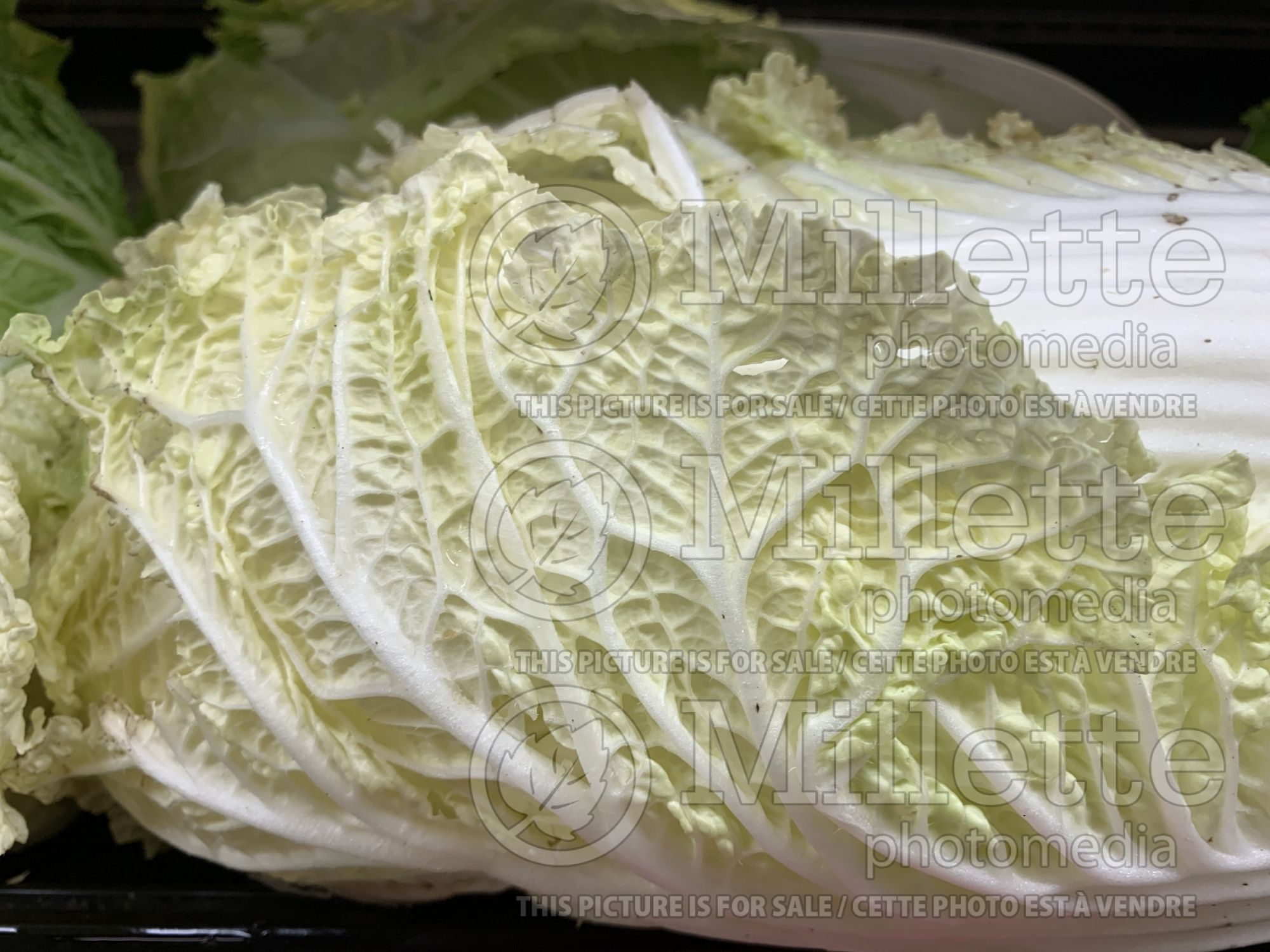 Brassica rapa pekinensis (Pak choi asiatic vegetable) 3