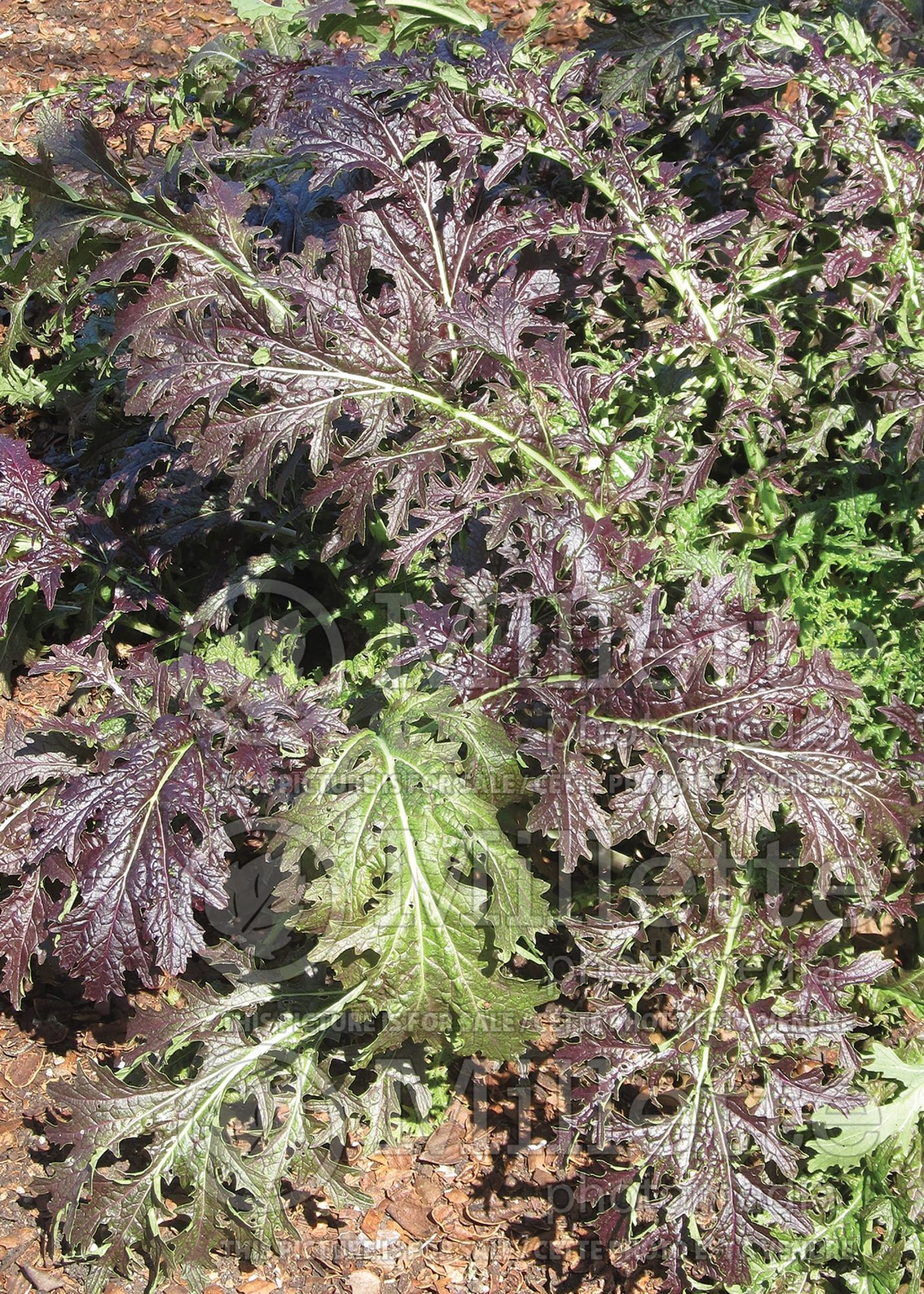 Brassica Mizuna (green mustard asiatic vegetable ) 1