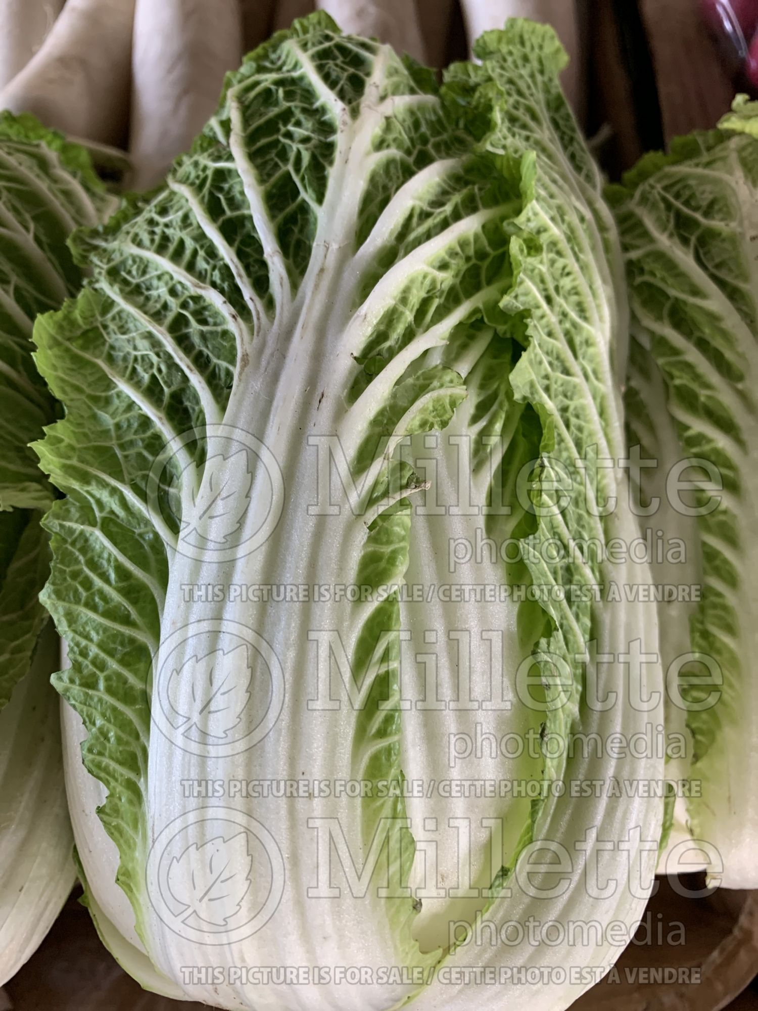Brassica rapa pekinensis (Pak choi asiatic vegetable) 1