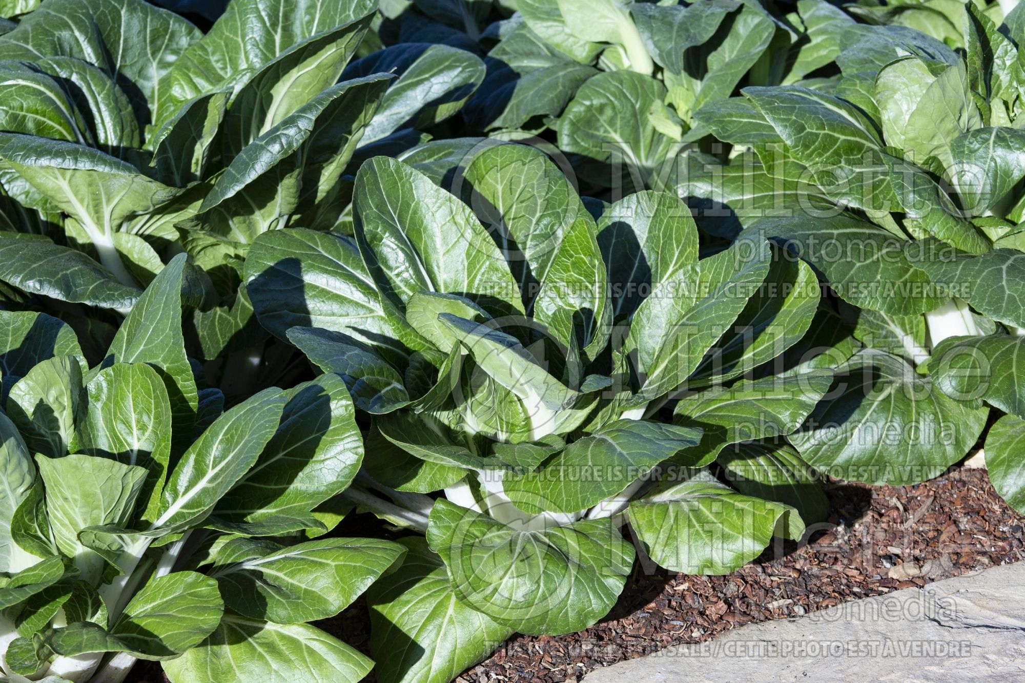 Brassica Win Win (Pak choi asiatic vegetable) 2
