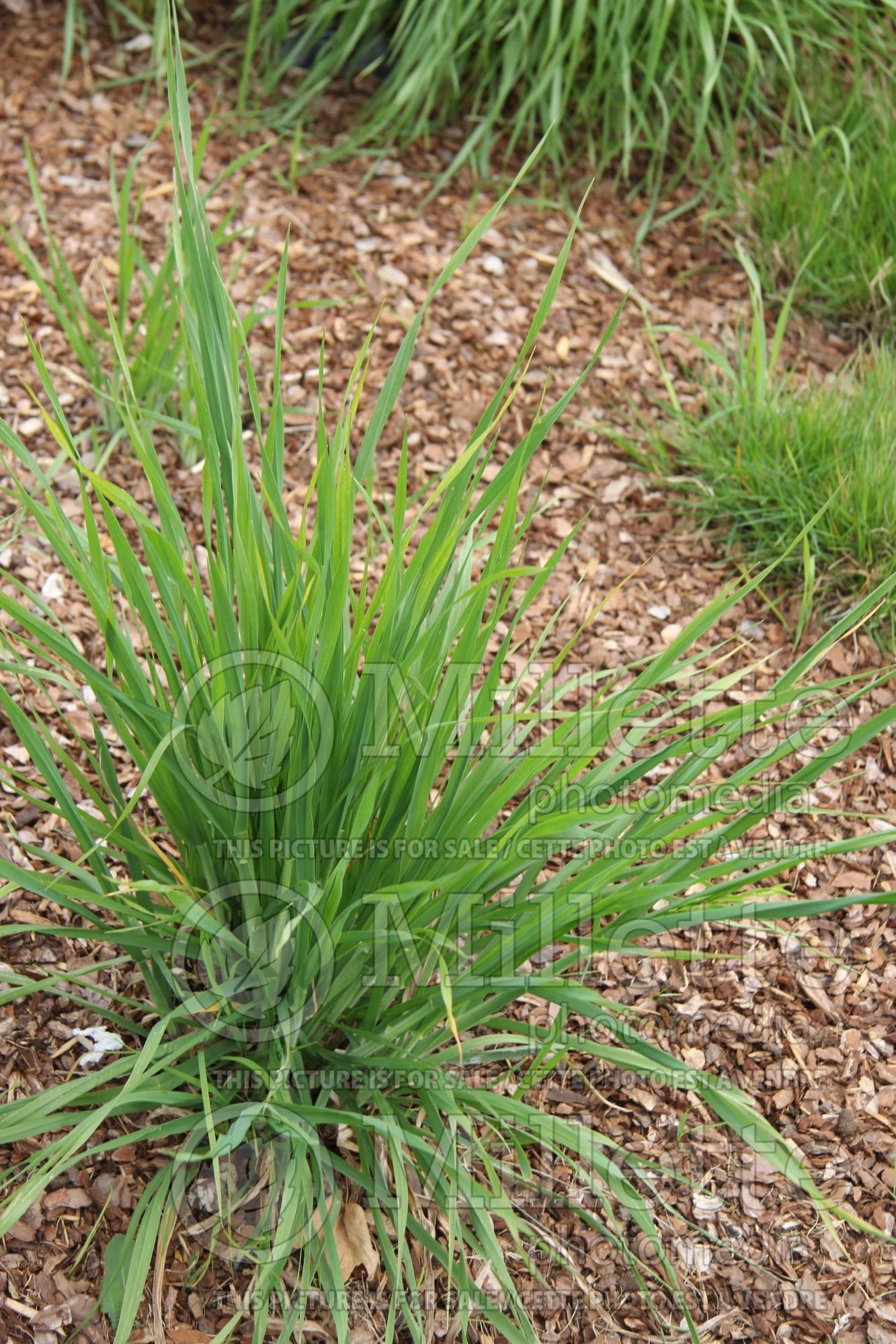 Bromus carinatus (California brome and mountain brome ornamental grass) 1