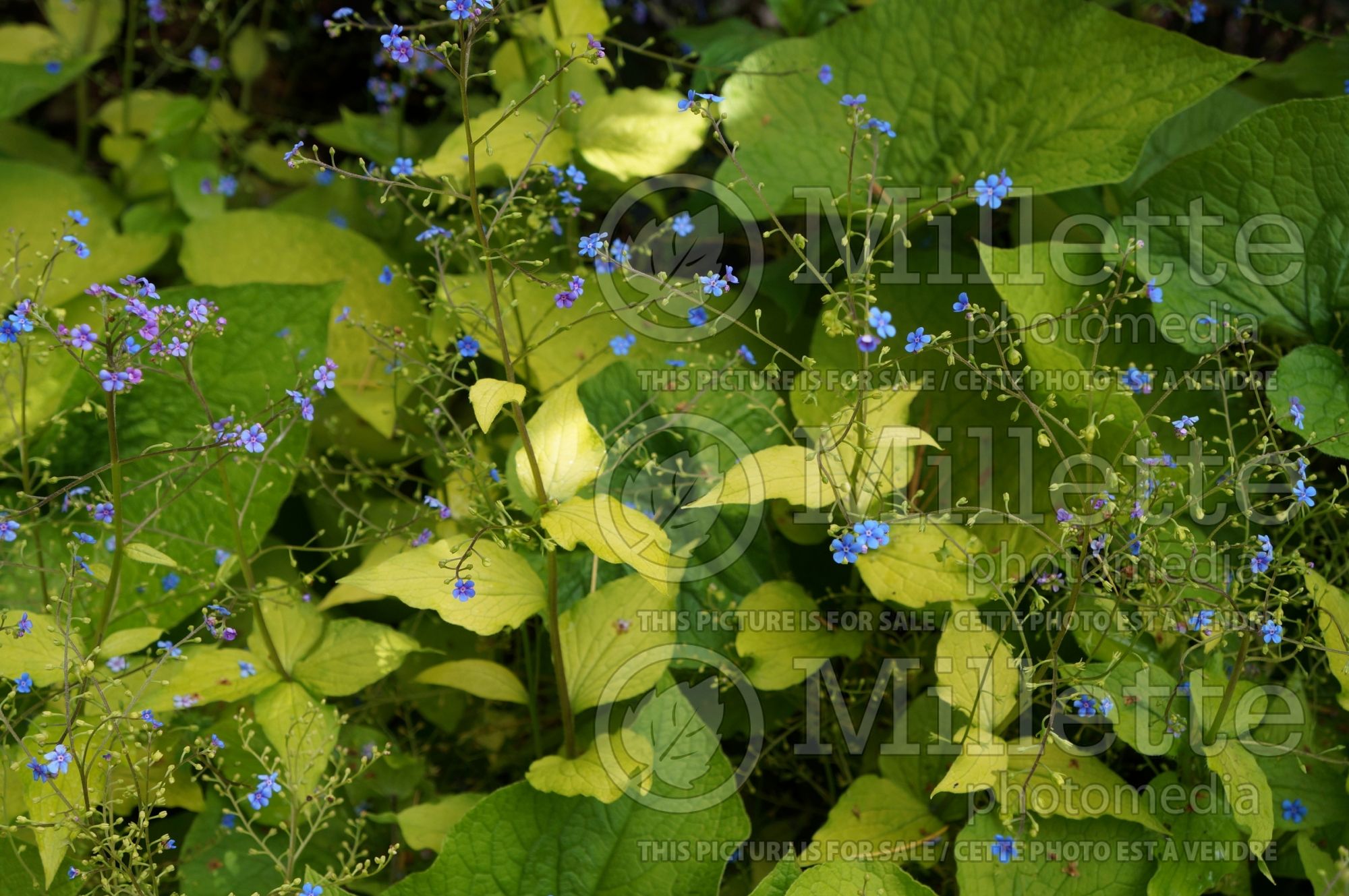 Brunnera Diane's Gold (Siberian bugloss) 4