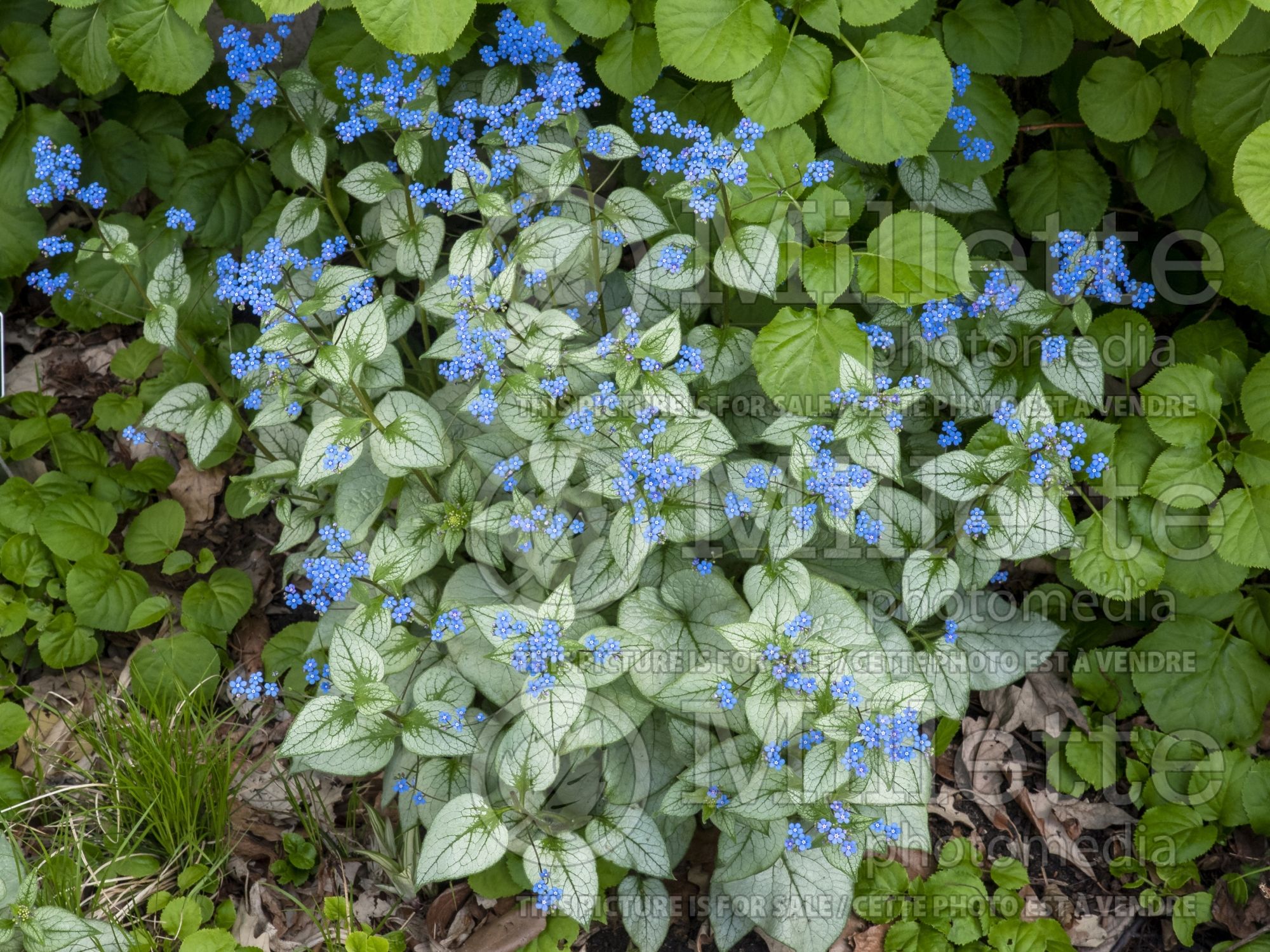Brunnera Looking Glass (Siberian bugloss) 8