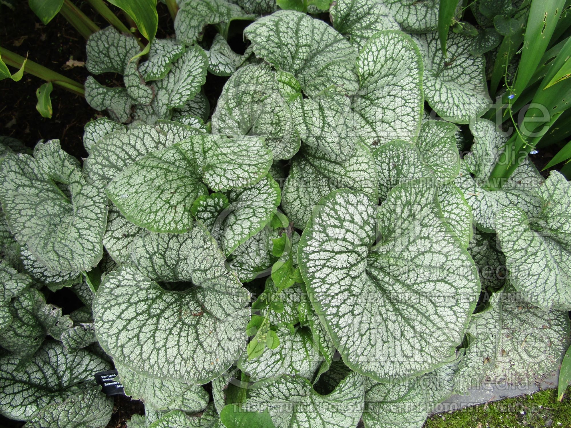 Brunnera Sea Heart (Siberian bugloss) 5