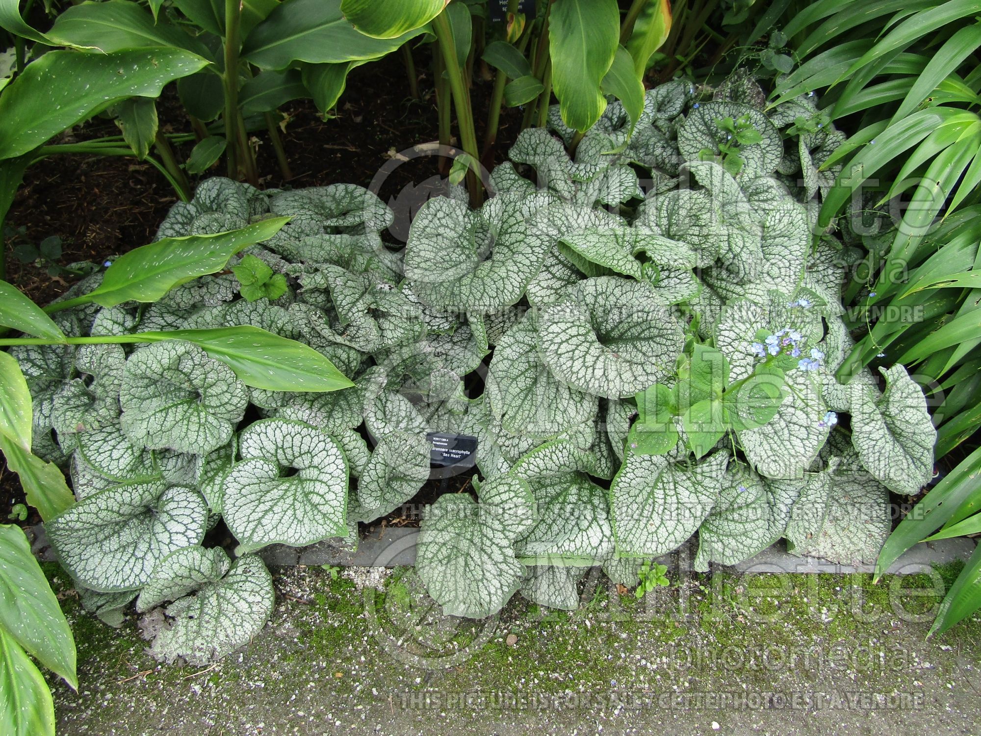 Brunnera Sea Heart (Siberian bugloss) 6