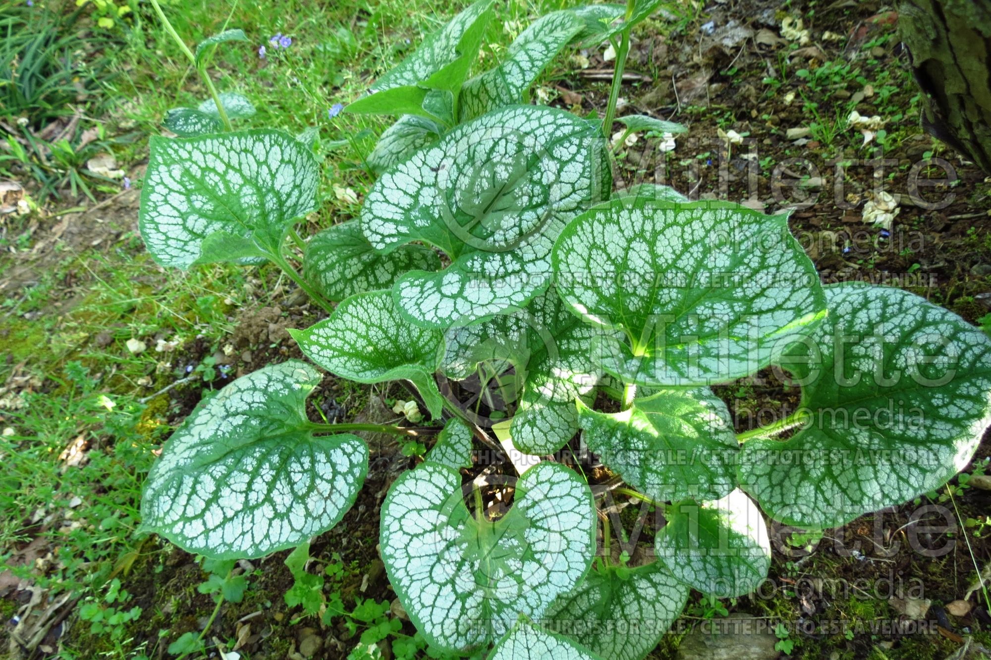 Brunnera Sea Heart (Siberian bugloss) 4