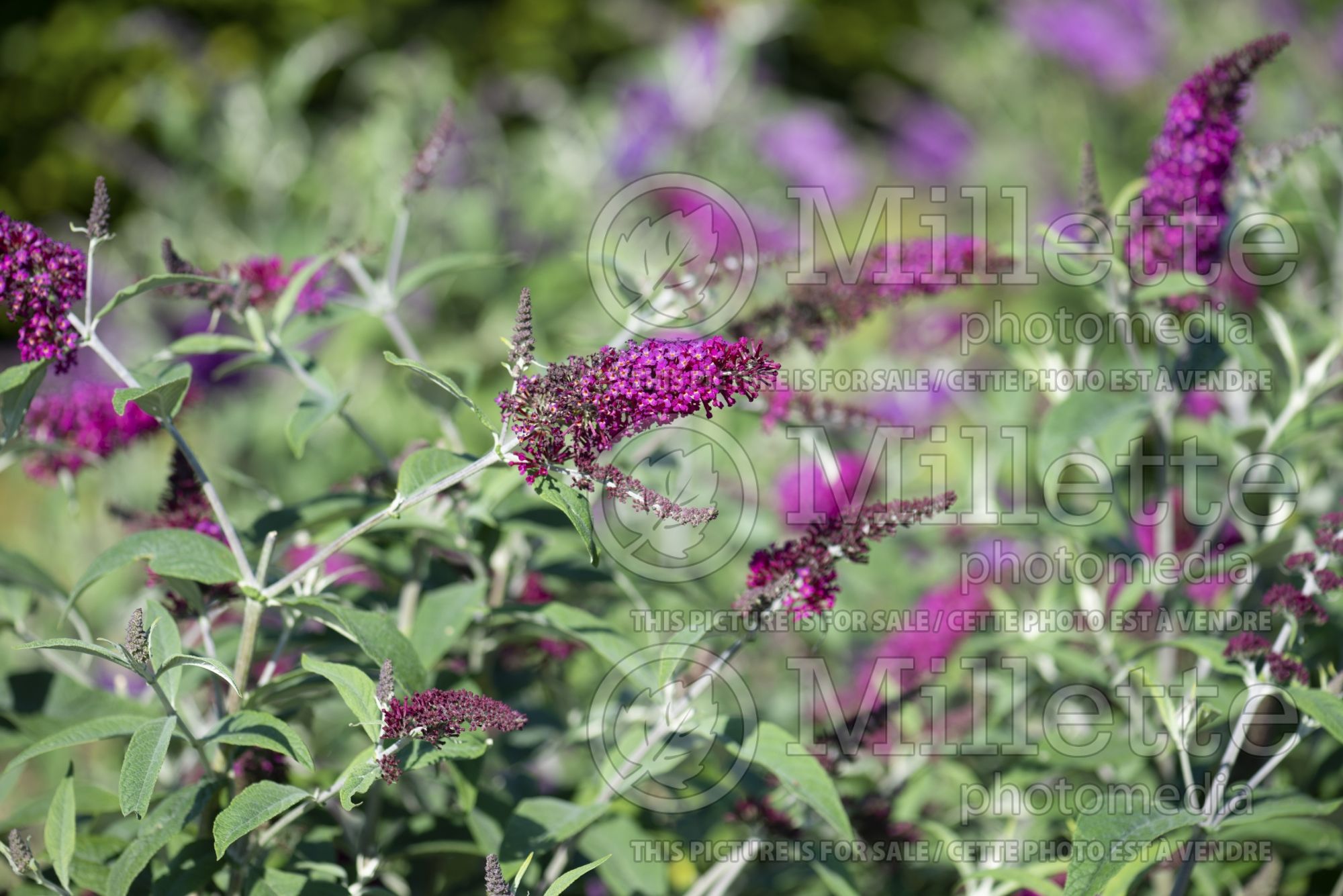 Buddleia aka Buddleja Miss Ruby (Butterfly Bush) 2