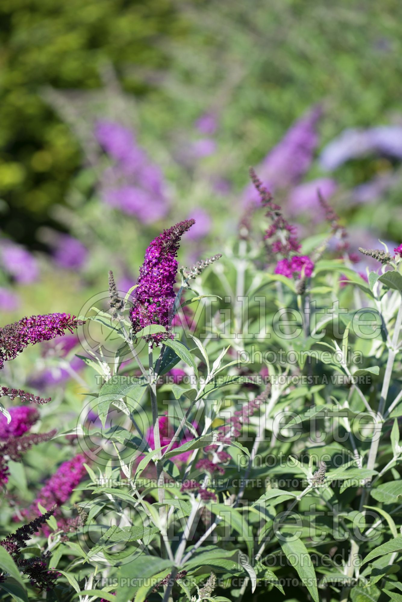 Buddleia aka Buddleja Miss Ruby (Butterfly Bush) 3