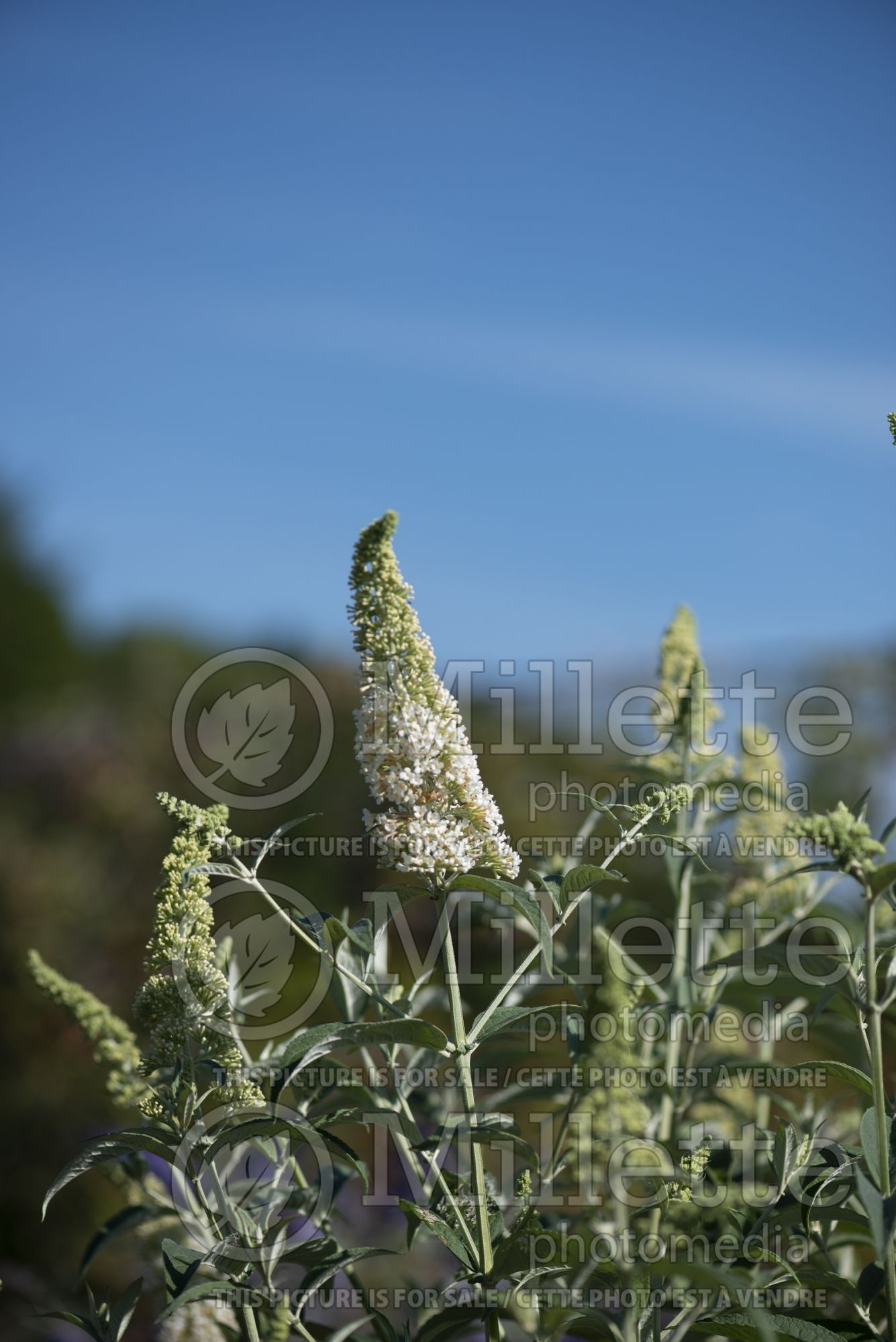 Buddleia aka Buddleja Rue de Papillon White (Butterfly Bush) 2