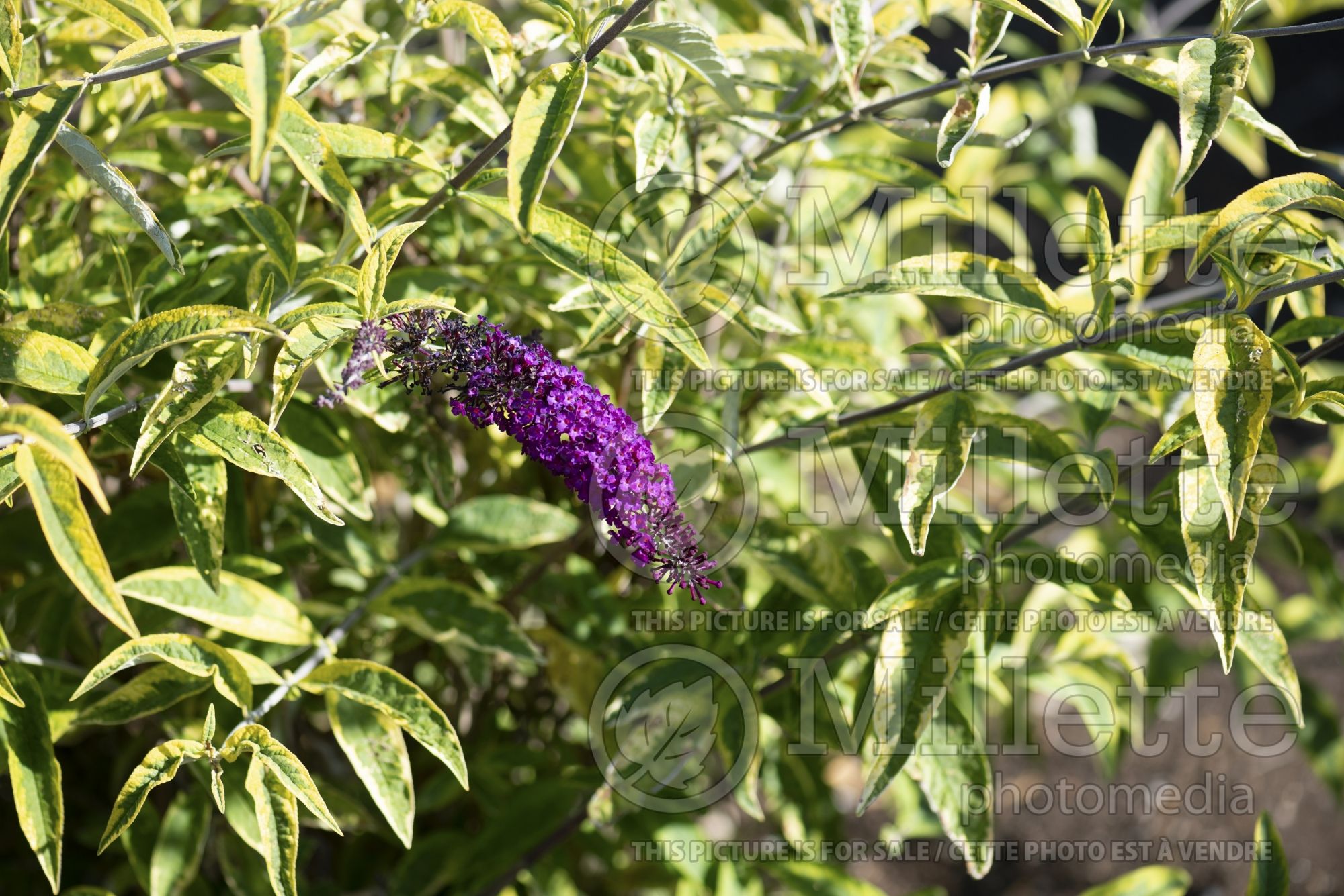 Buddleia aka Buddleja Santana (Butterfly Bush) 3