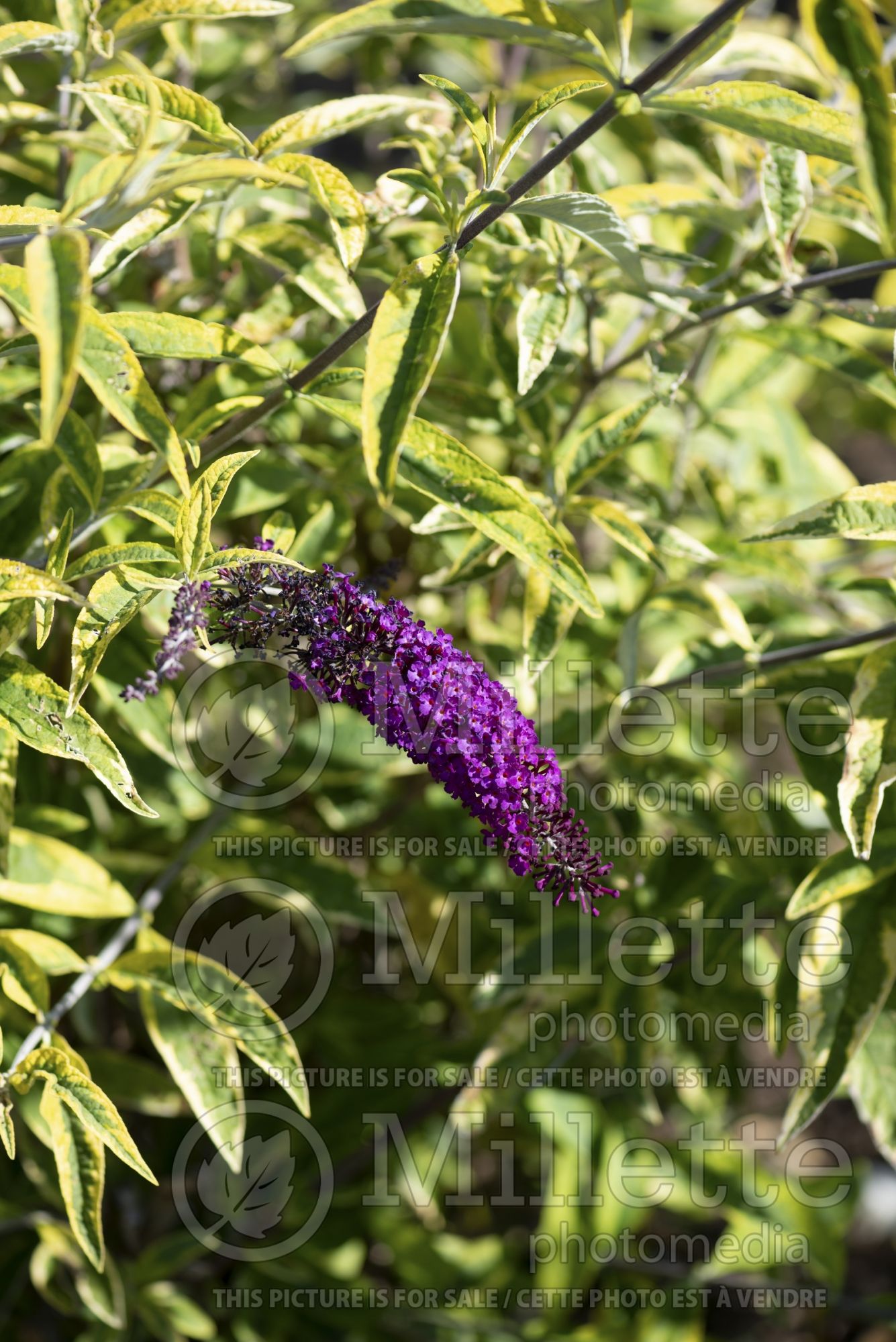 Buddleia aka Buddleja Santana (Butterfly Bush) 4