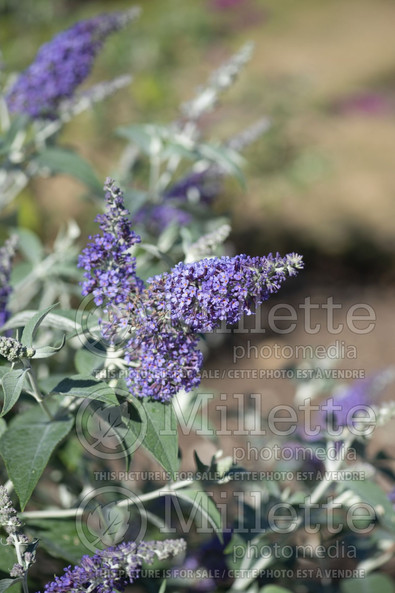 Buddleia aka Buddleja Southcombe Splendor (Butterfly Bush) 2