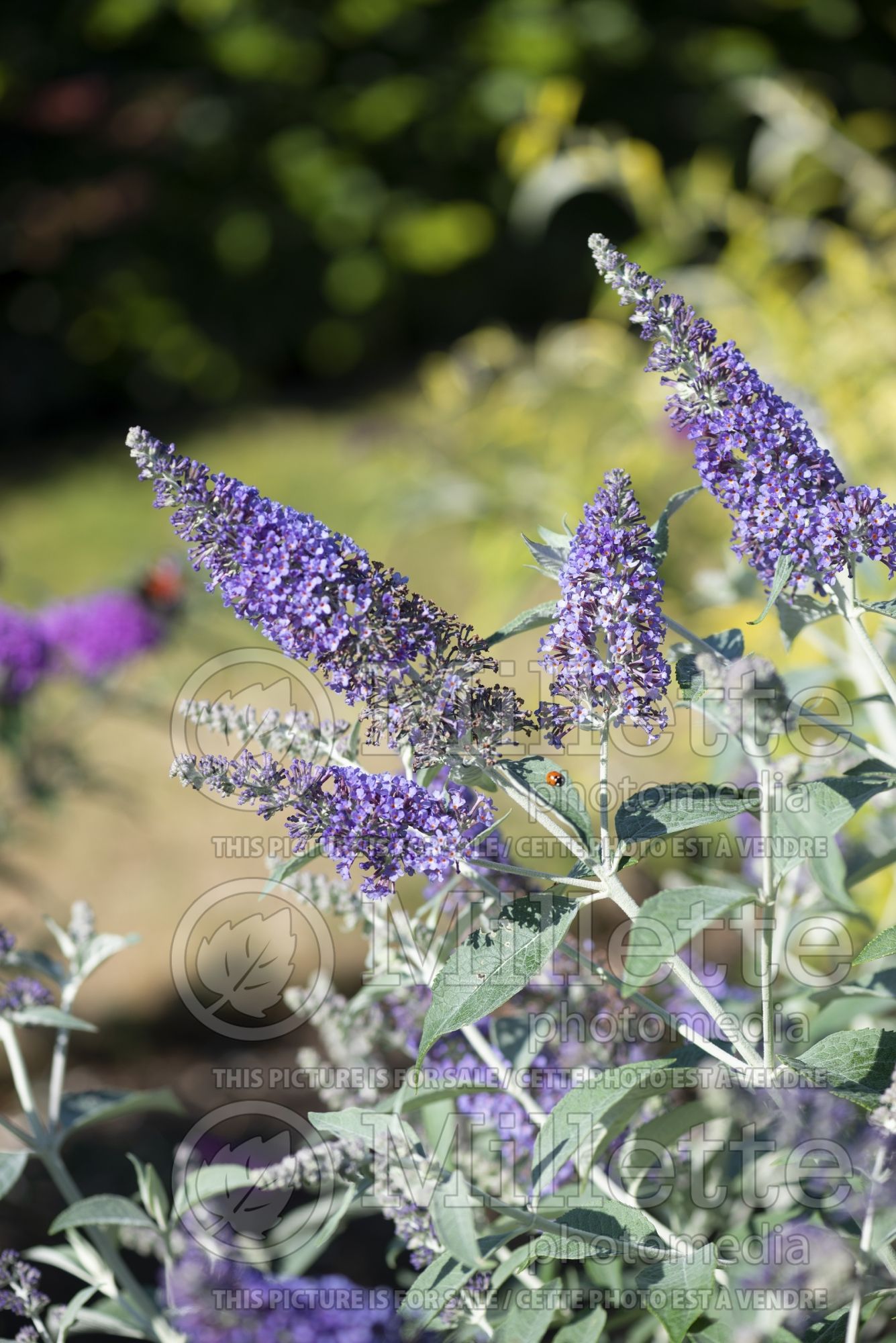 Buddleia aka Buddleja Southcombe Splendor (Butterfly Bush) 3