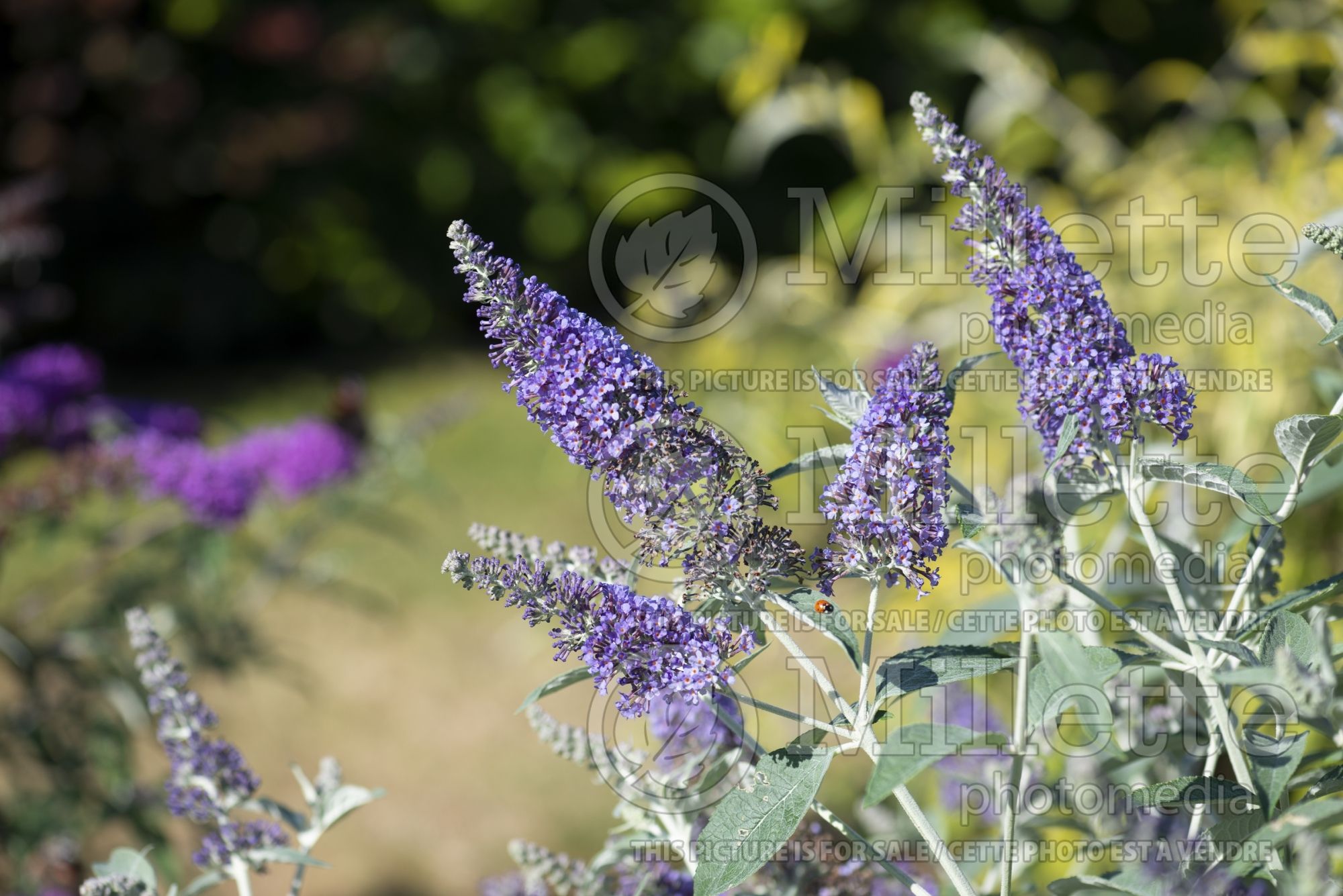 Buddleia aka Buddleja Southcombe Splendor (Butterfly Bush) 4
