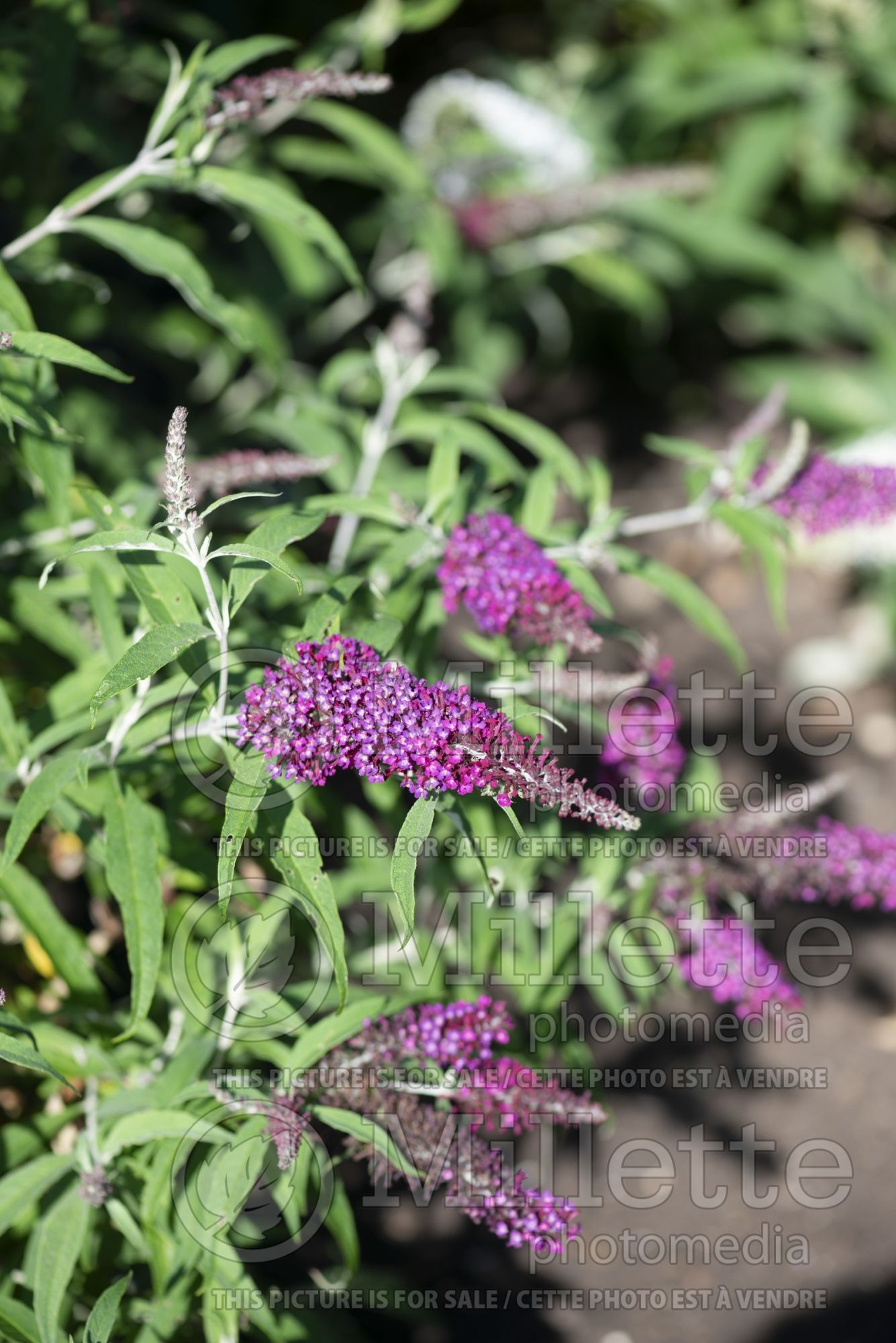 Buddleia aka Buddleja Sugar Plum (Butterfly Bush) 1