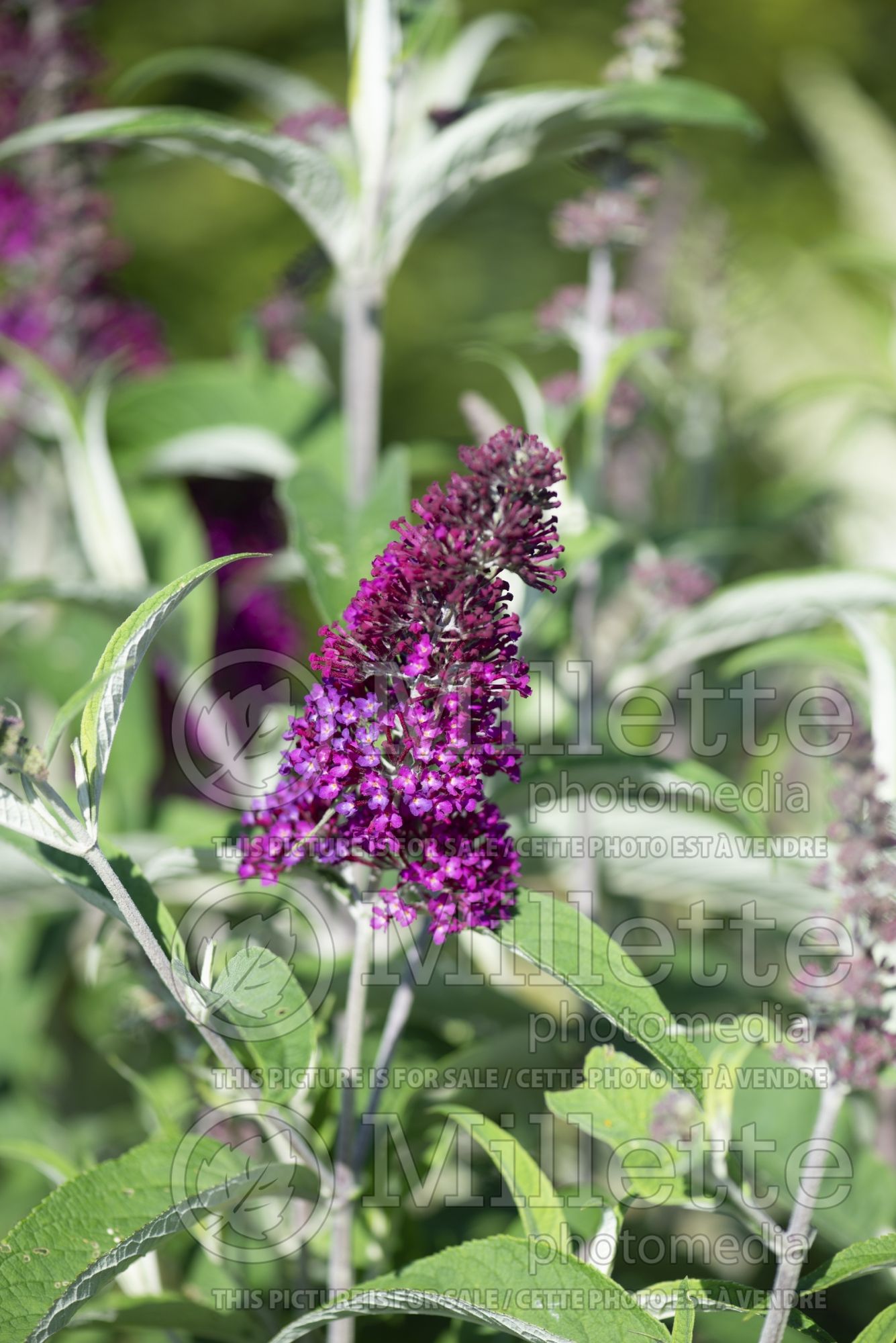 Buddleia aka Buddleja Sugar Plum (Butterfly Bush) 2