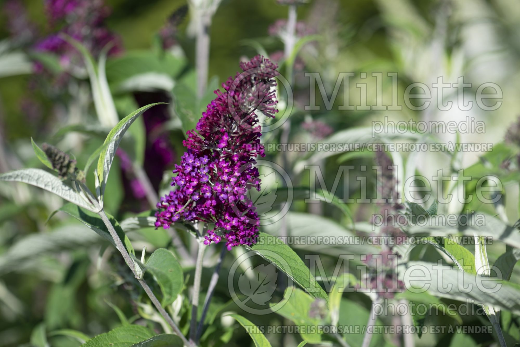 Buddleia aka Buddleja Sugar Plum (Butterfly Bush) 3