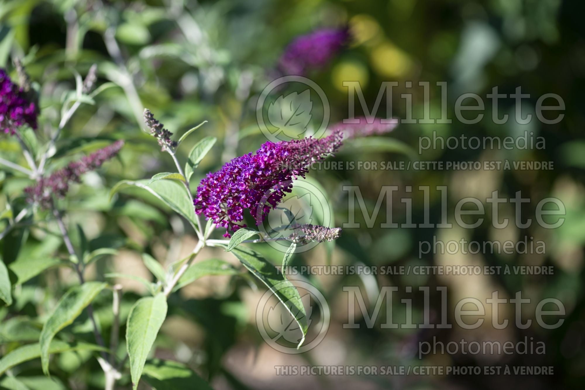 Buddleia aka Buddleja Sugar Plum (Butterfly Bush) 4