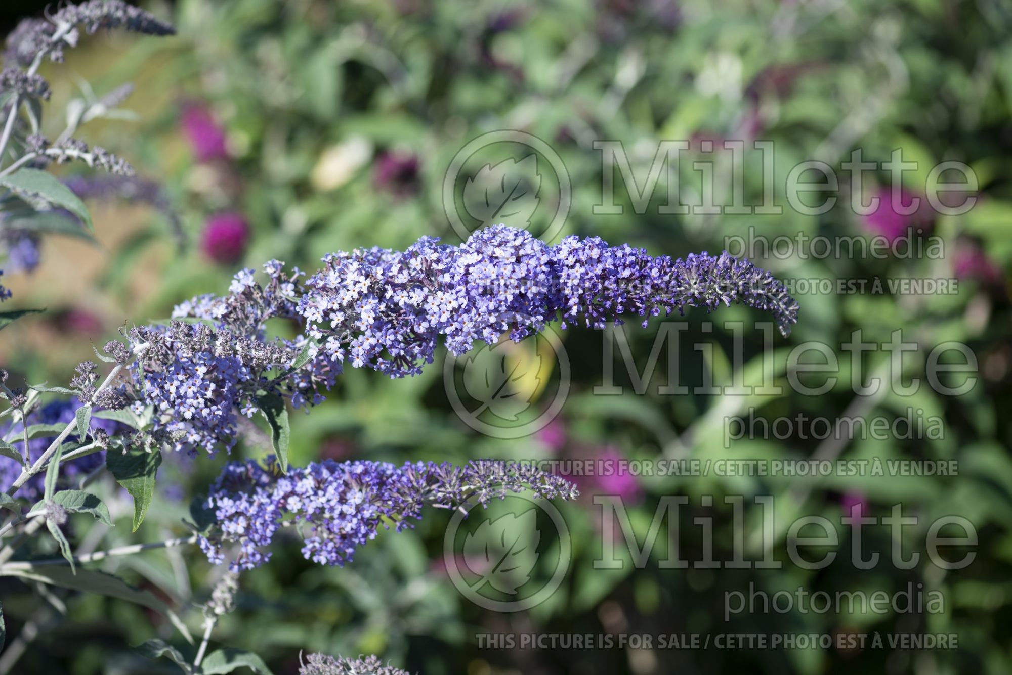 Buddleia aka Buddleja Summer House Blue (Butterfly Bush) 1