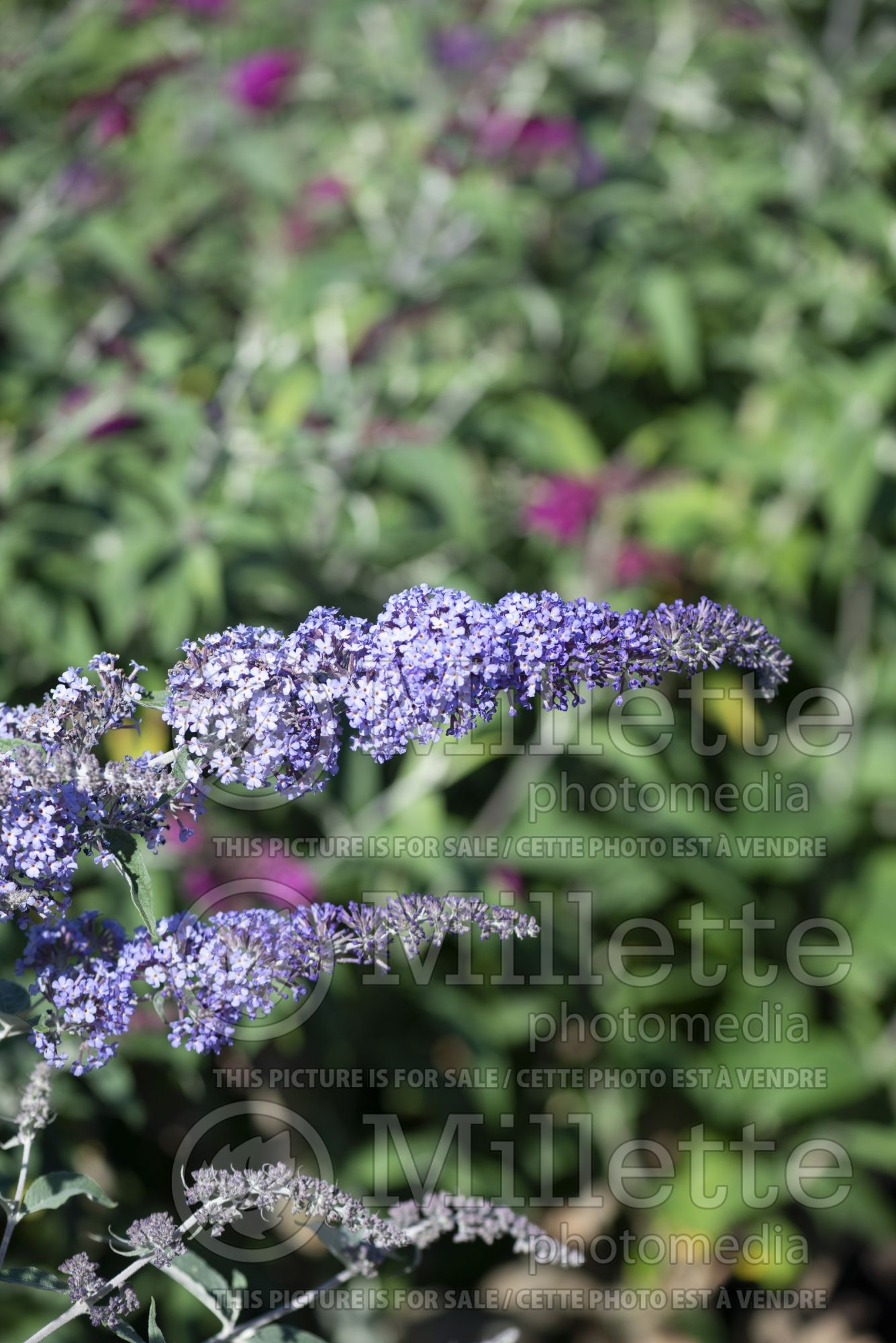 Buddleia aka Buddleja Summer House Blue (Butterfly Bush) 2