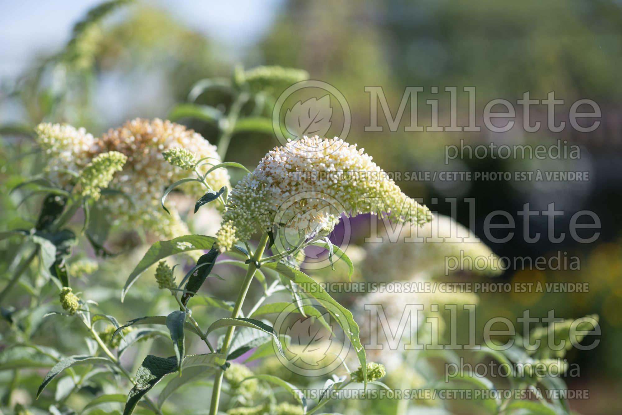 Buddleia aka Buddleja White Wings (Butterfly Bush) 1