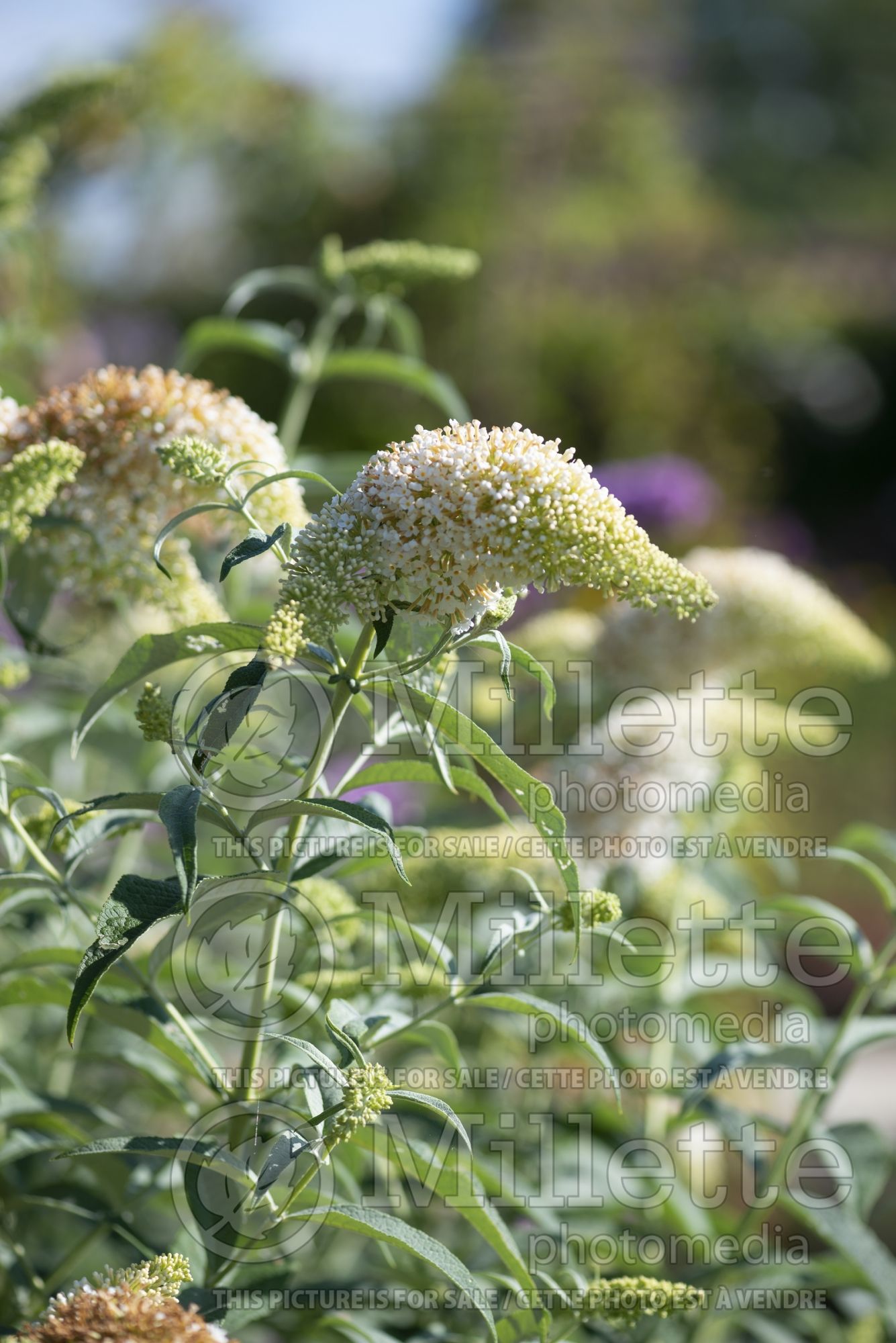 Buddleia aka Buddleja White Wings (Butterfly Bush) 2