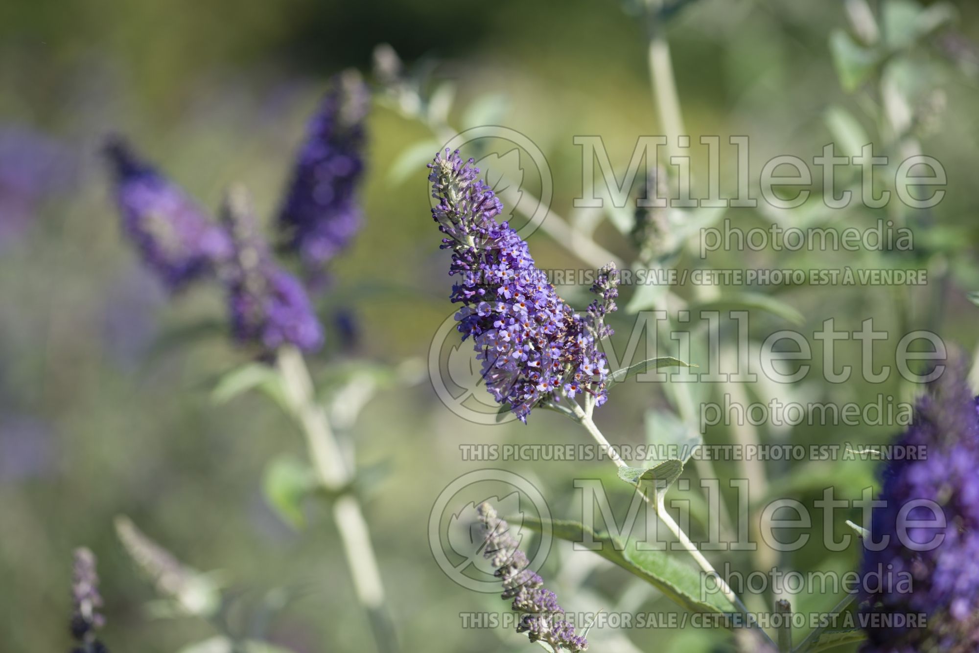 Buddleia aka Buddleja Wind Tor (Butterfly Bush) 1