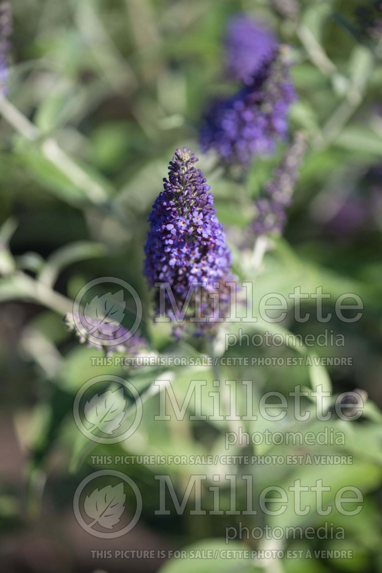 Buddleia aka Buddleja Wind Tor (Butterfly Bush) 2