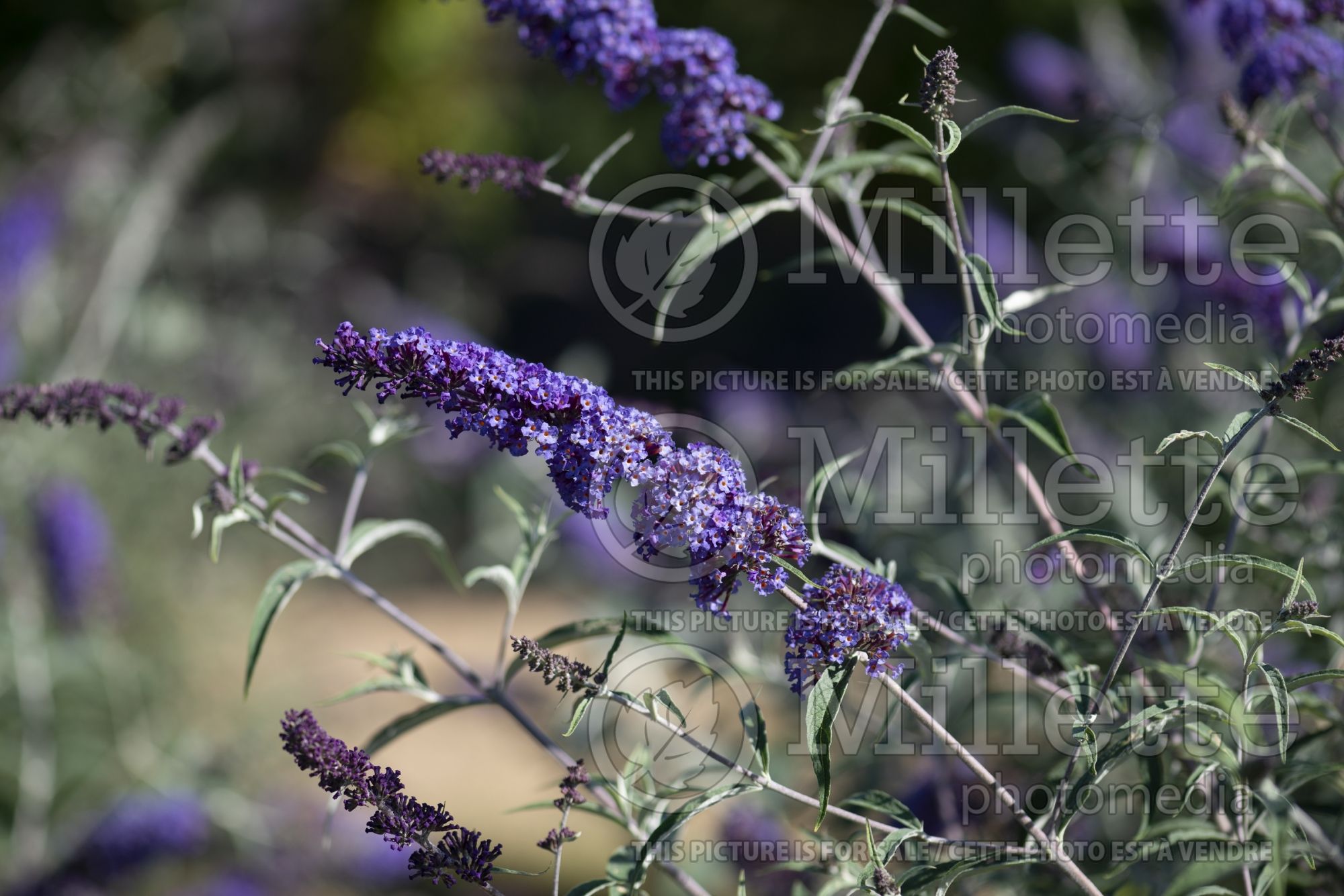 Buddleia aka Buddleja Nanho Blue (Butterfly Bush) 1