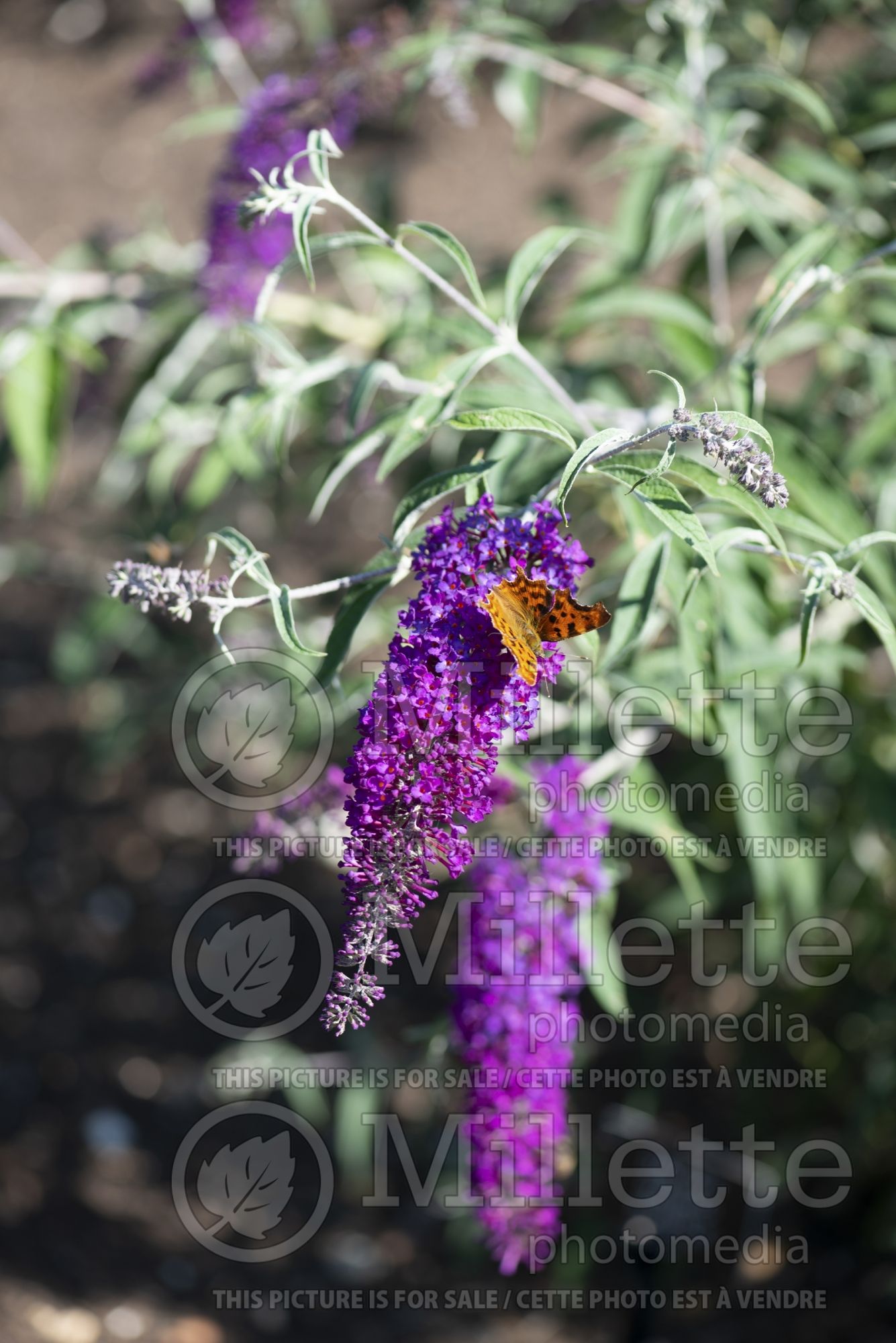 Buddleia aka Buddleja Nanho Purple (Butterfly Bush) 3