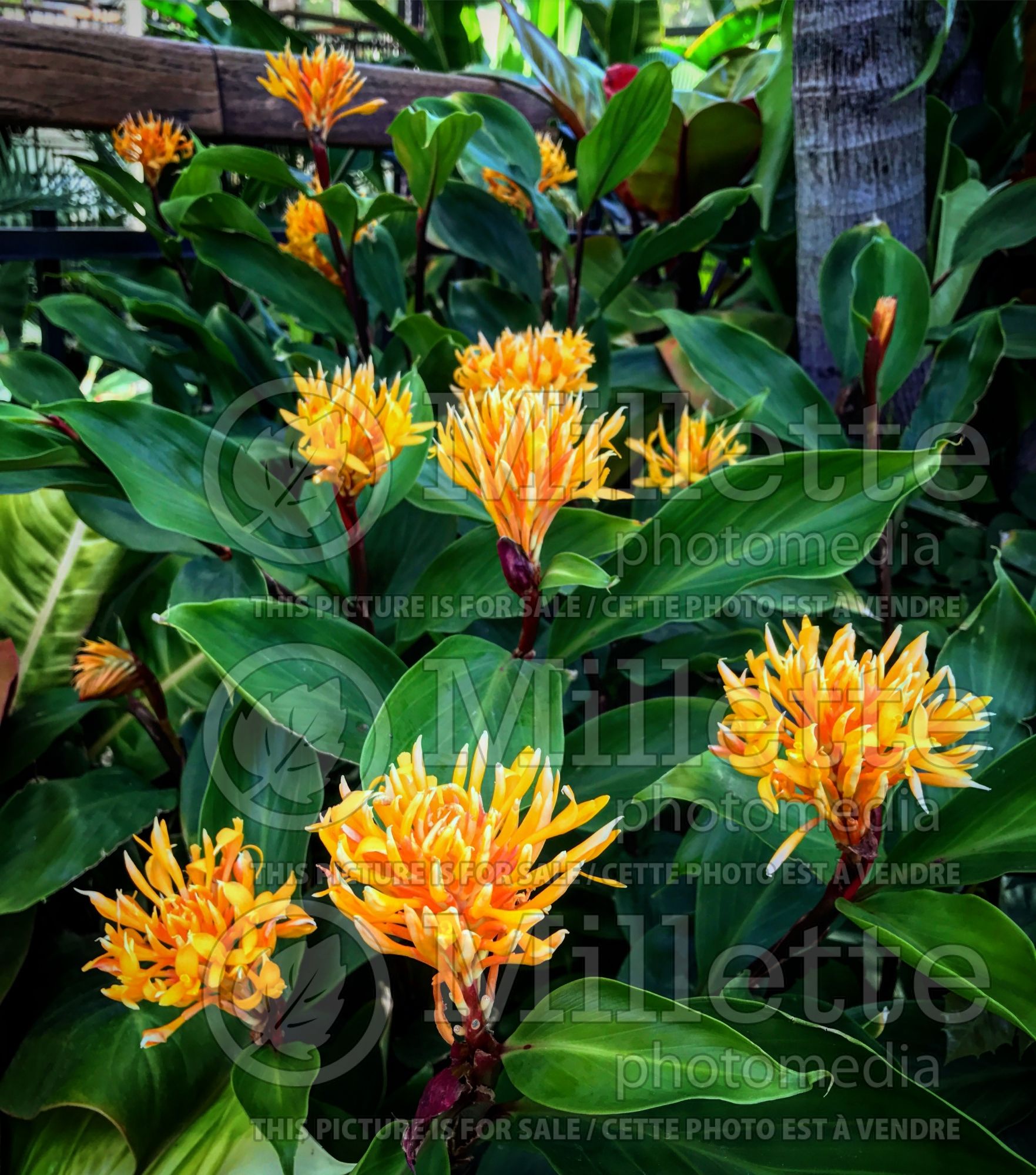 Burbidgea scheizocheila (golden brush ginger) 1