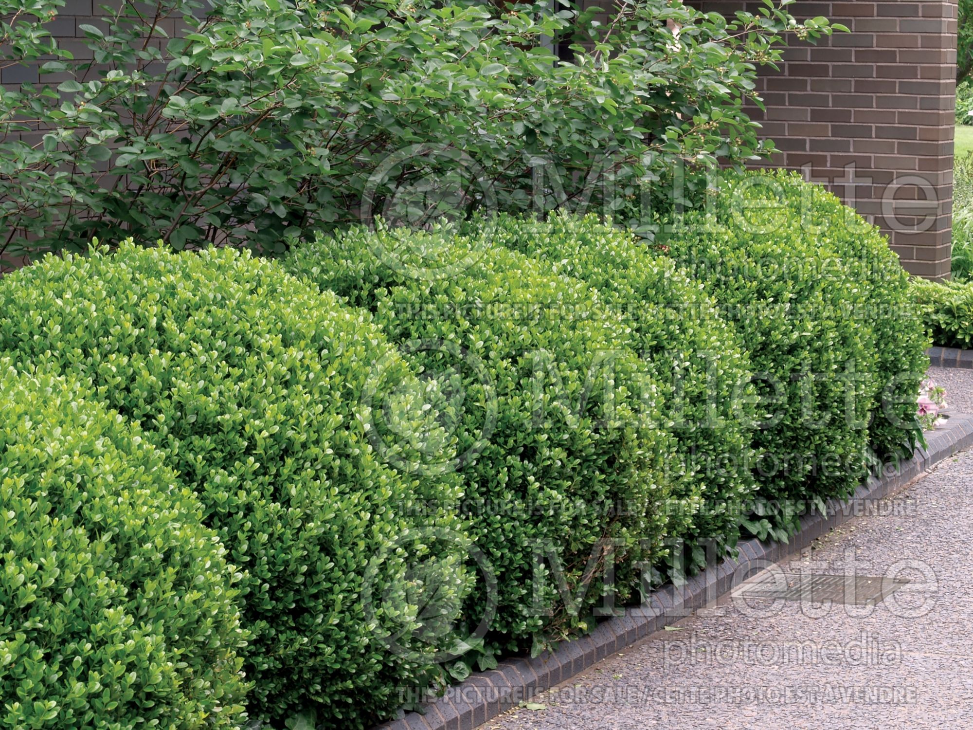 Buxus sempervirens – Box hedge 7