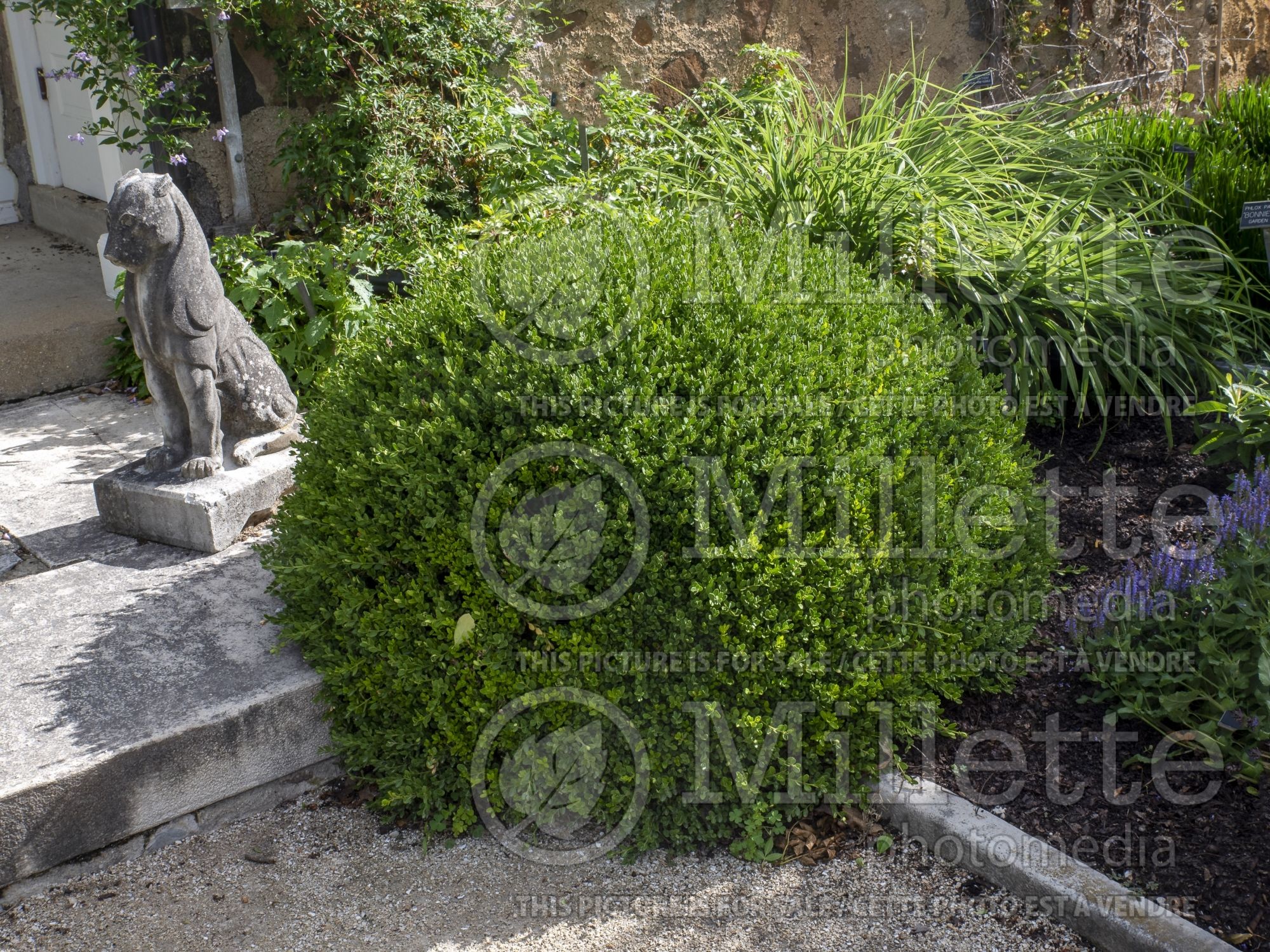 Buxus microphylla var koreana (Korean Boxwood) 3