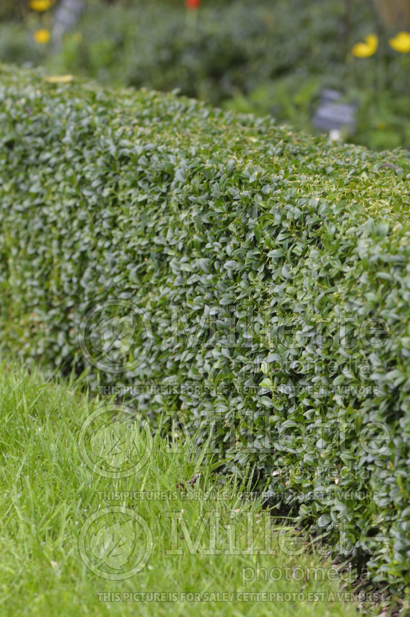 Buxus sempervirens – Box hedge 2