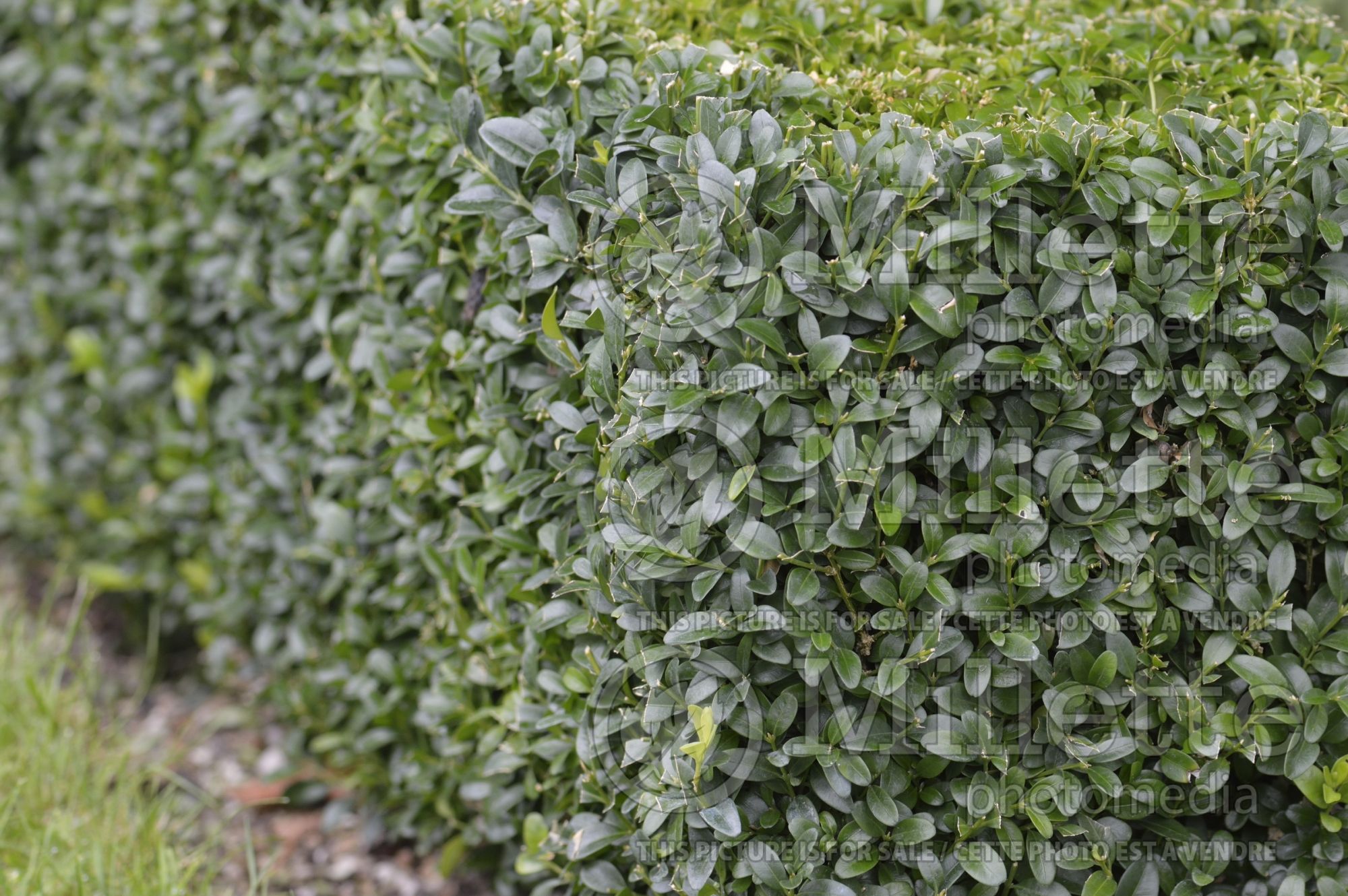 Buxus sempervirens – Box hedge 4