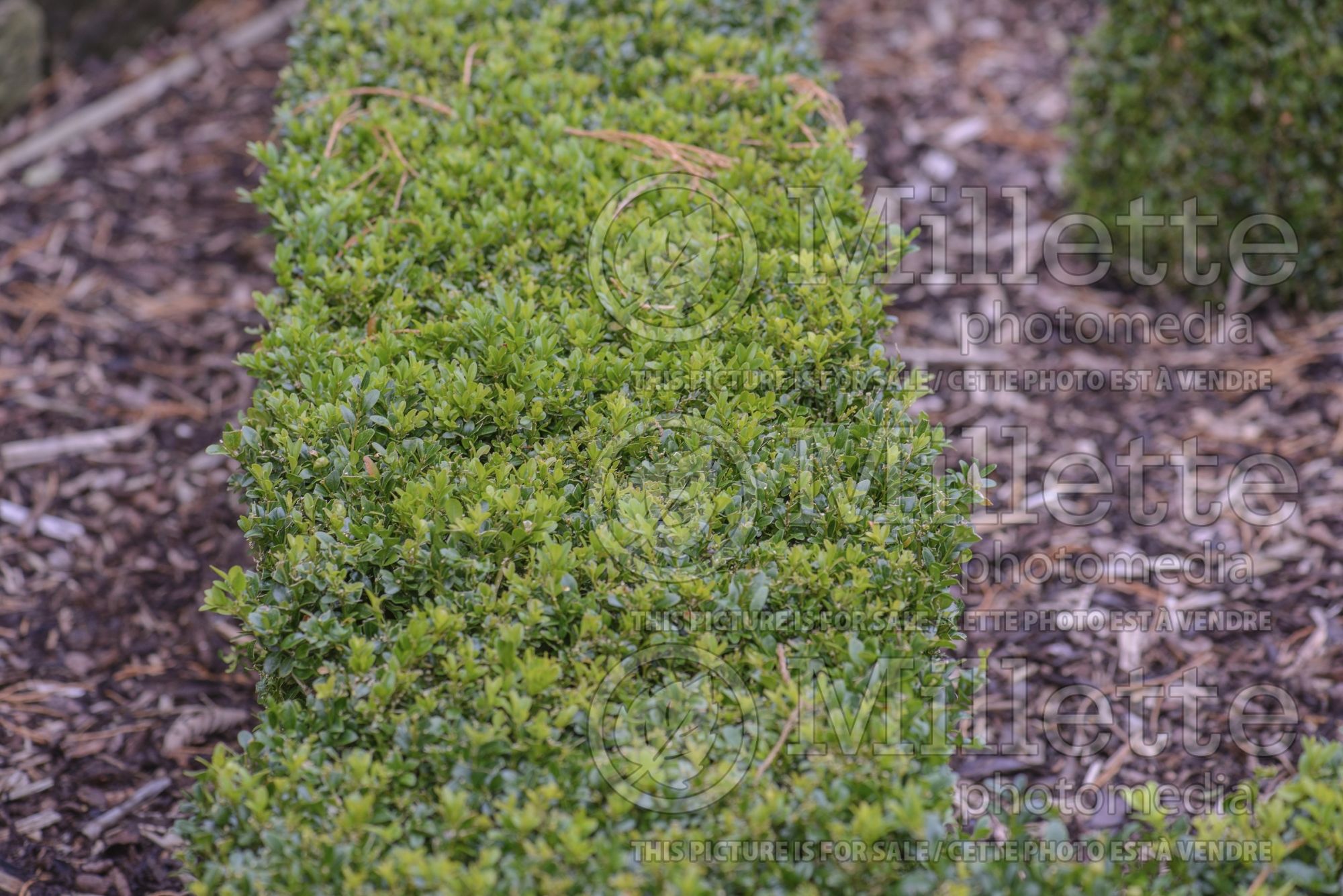 Buxus sempervirens – Box hedge 5