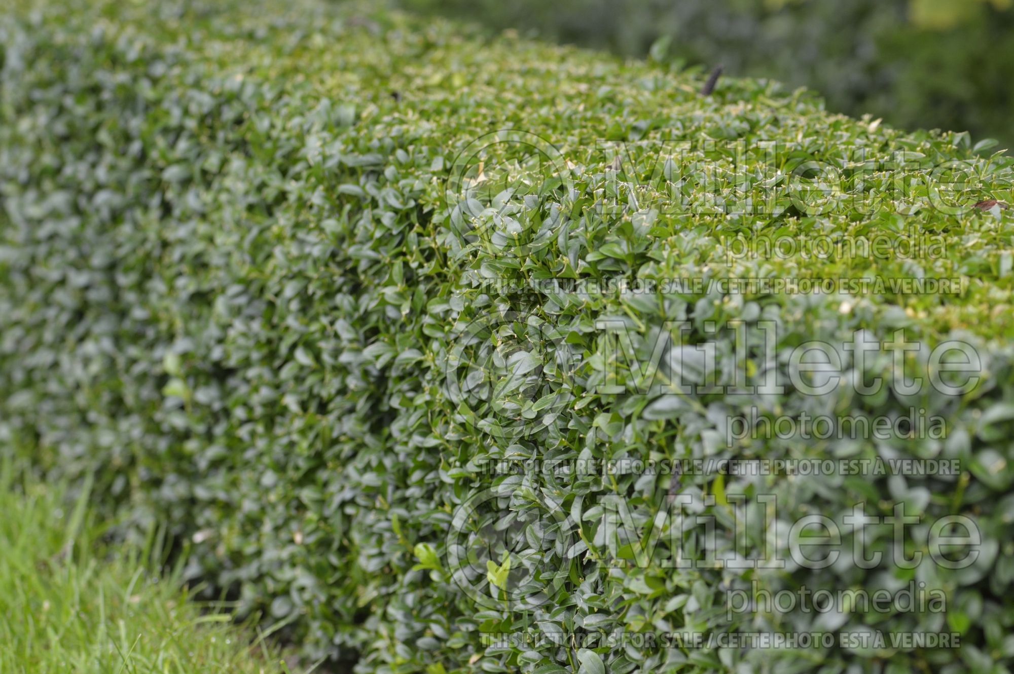 Buxus sempervirens – Box hedge 1