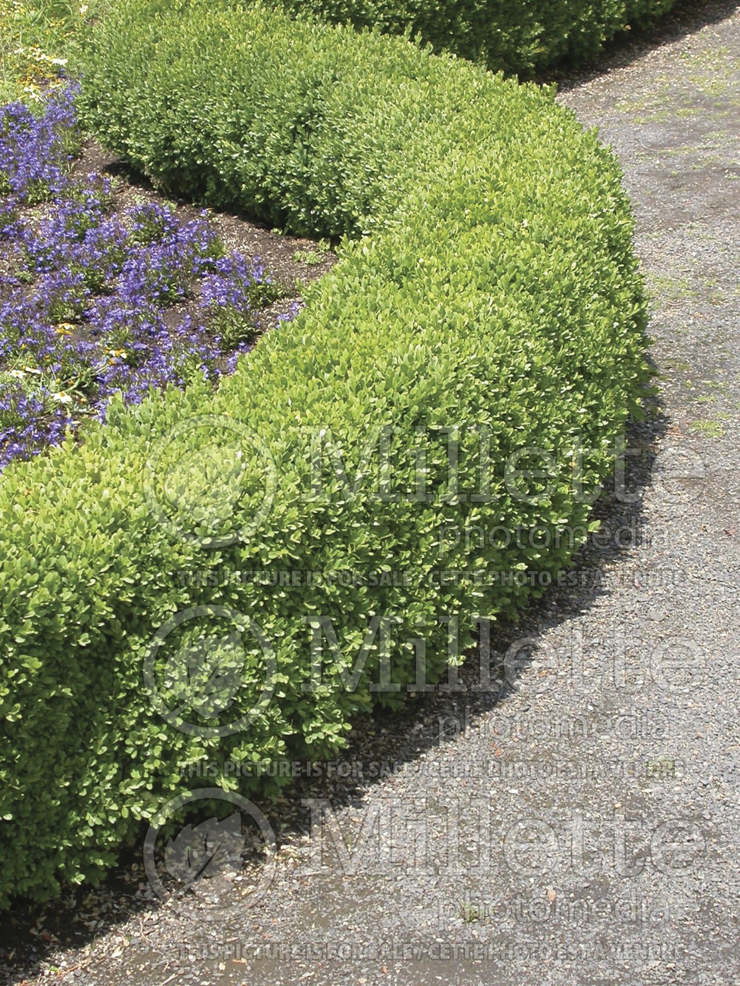 Buxus sempervirens – Box hedge 8