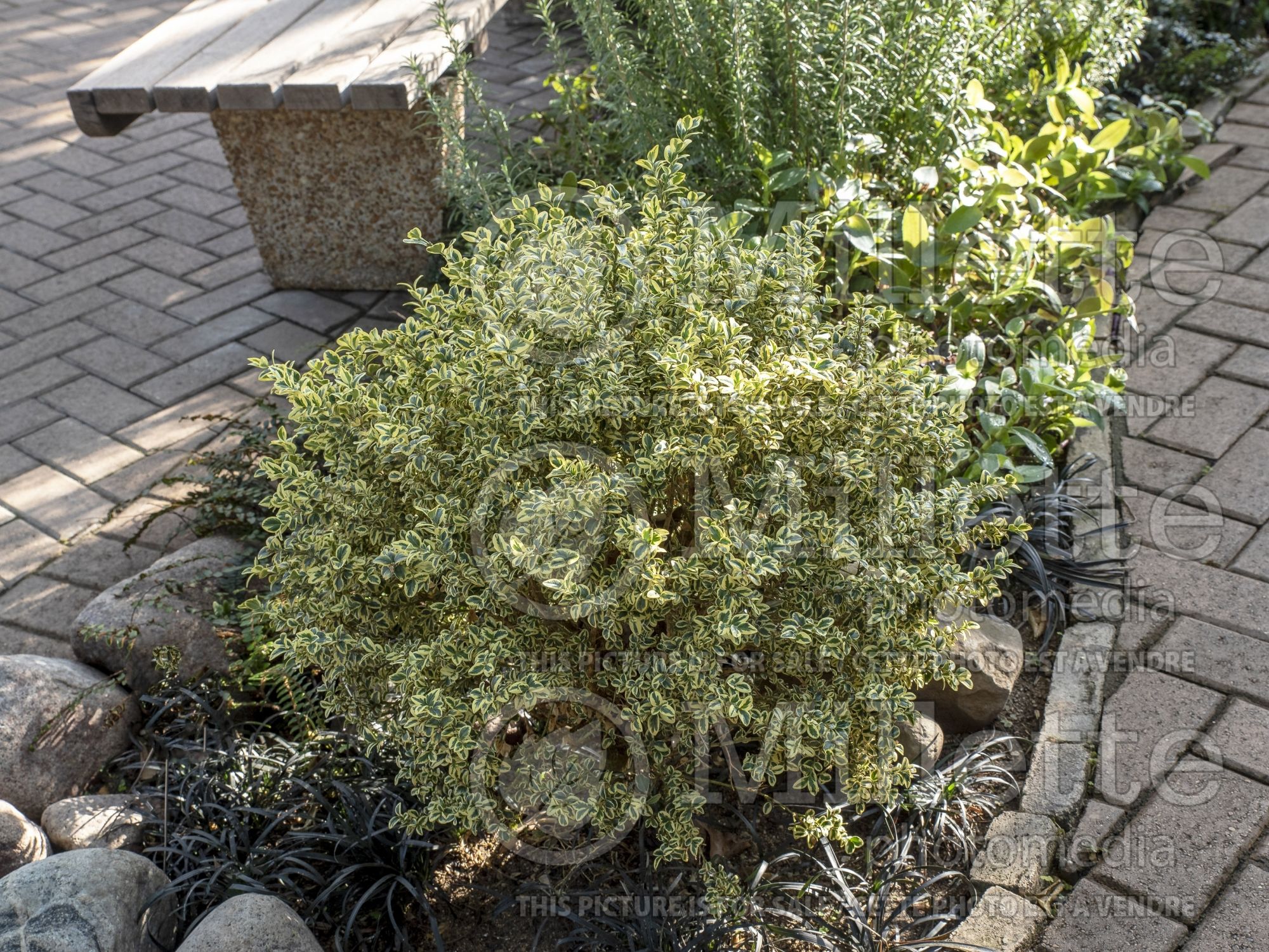 Buxus Variegata (Boxwood) 3