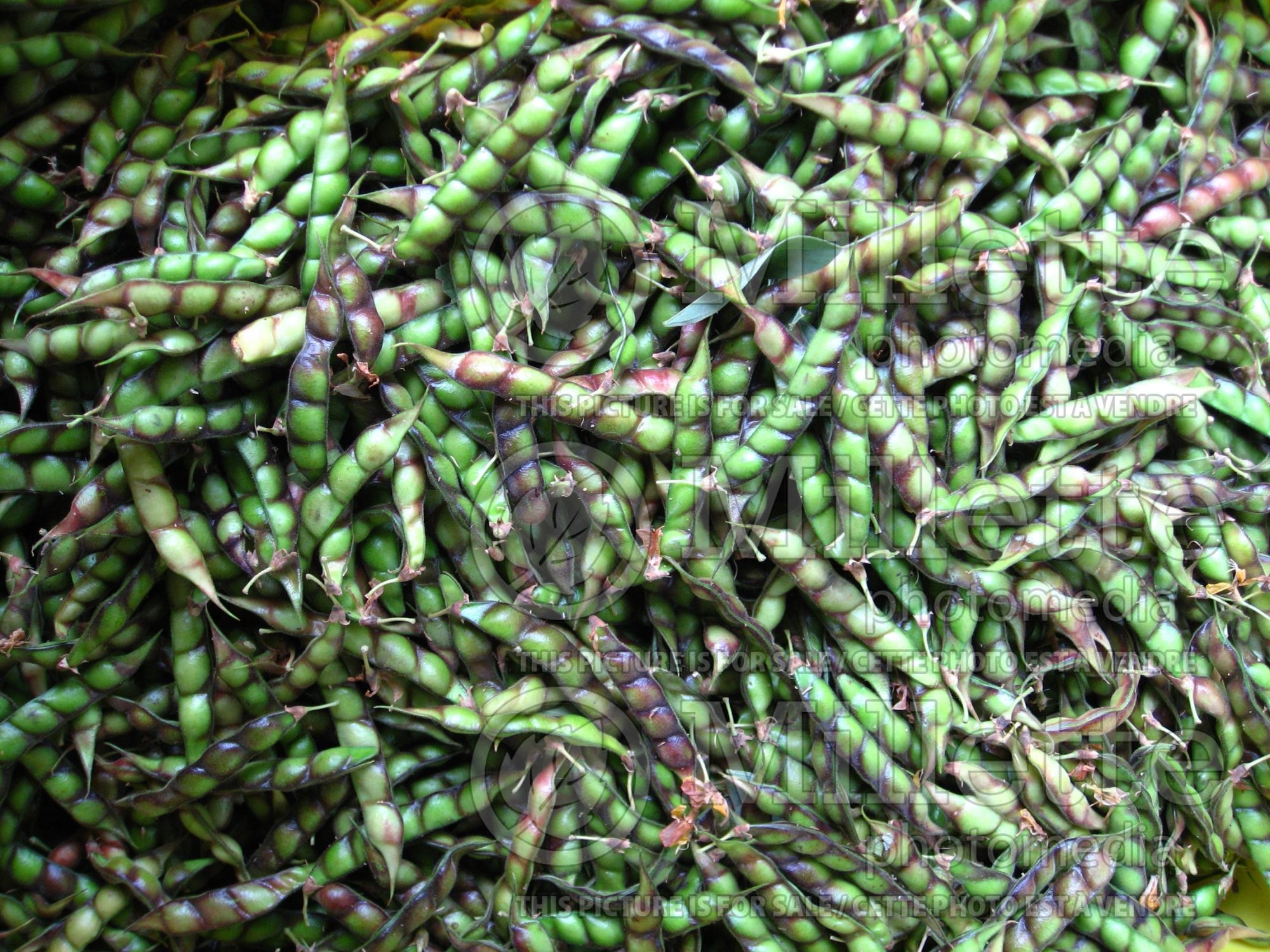 Cajanus cajan (Pigeon Pea vegetable - Pois d'Angole) 1