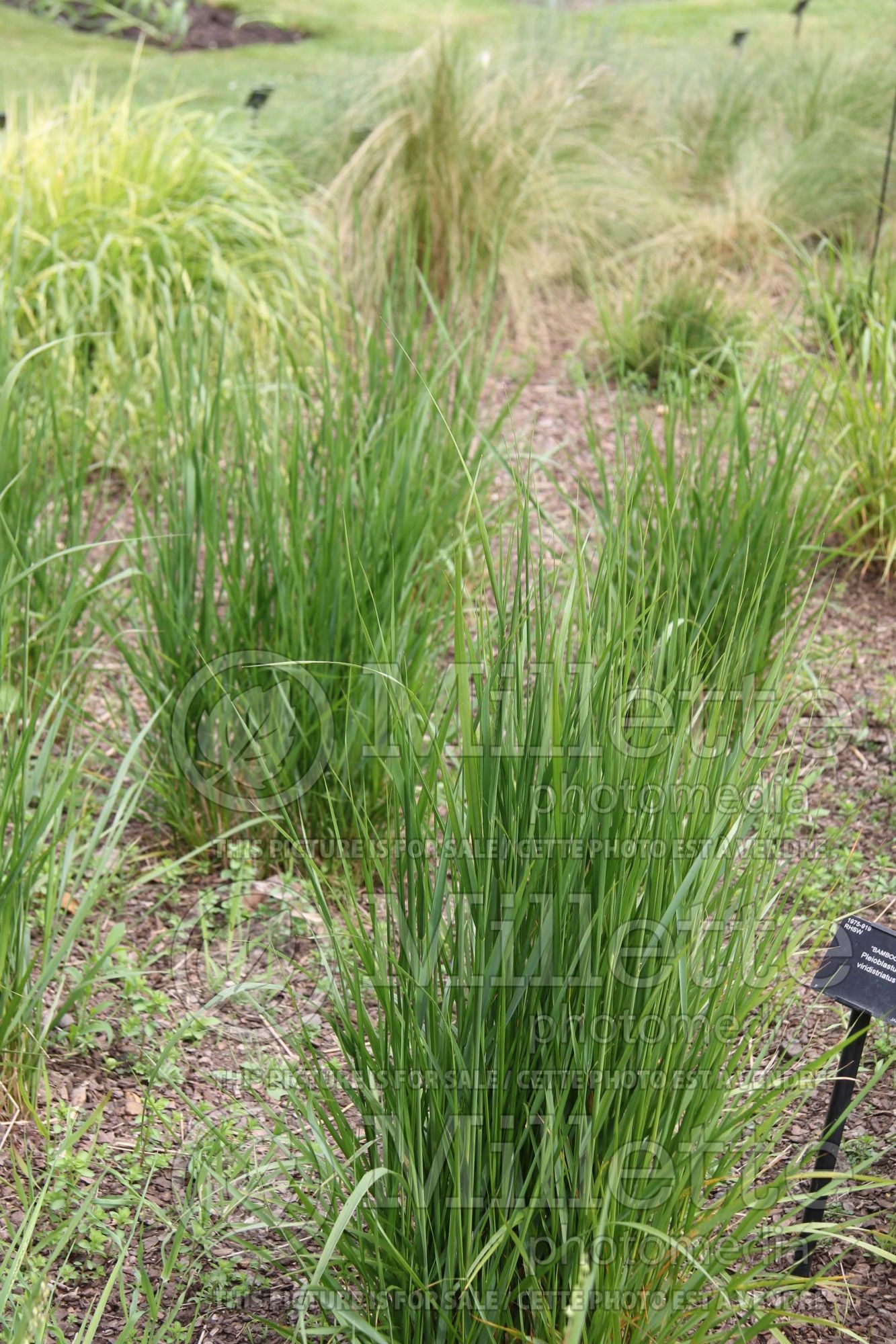 Calamagrostis epigejos (wood small-reed or bushgrass ornamental grass) 1
