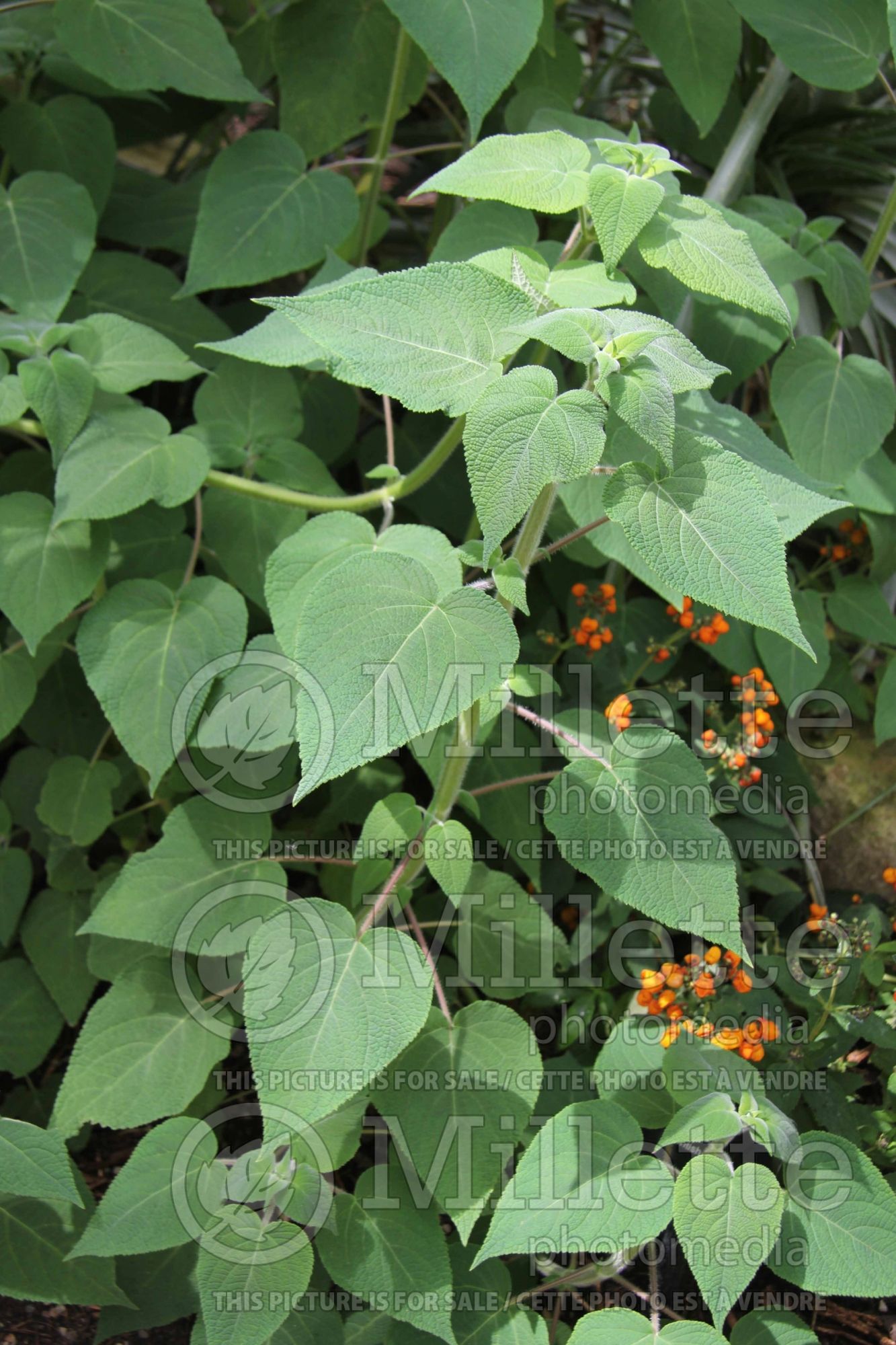 Calceolaria Kentish Hero (Pocketbook Plant) 1