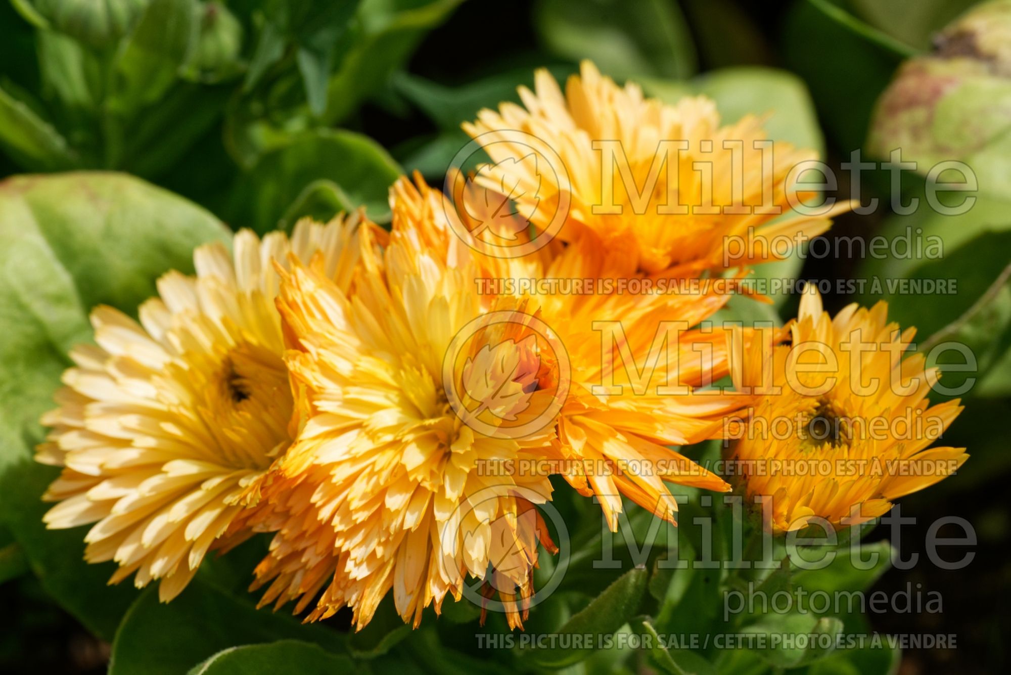 Calendula Apricot Twist (Marigold) 2