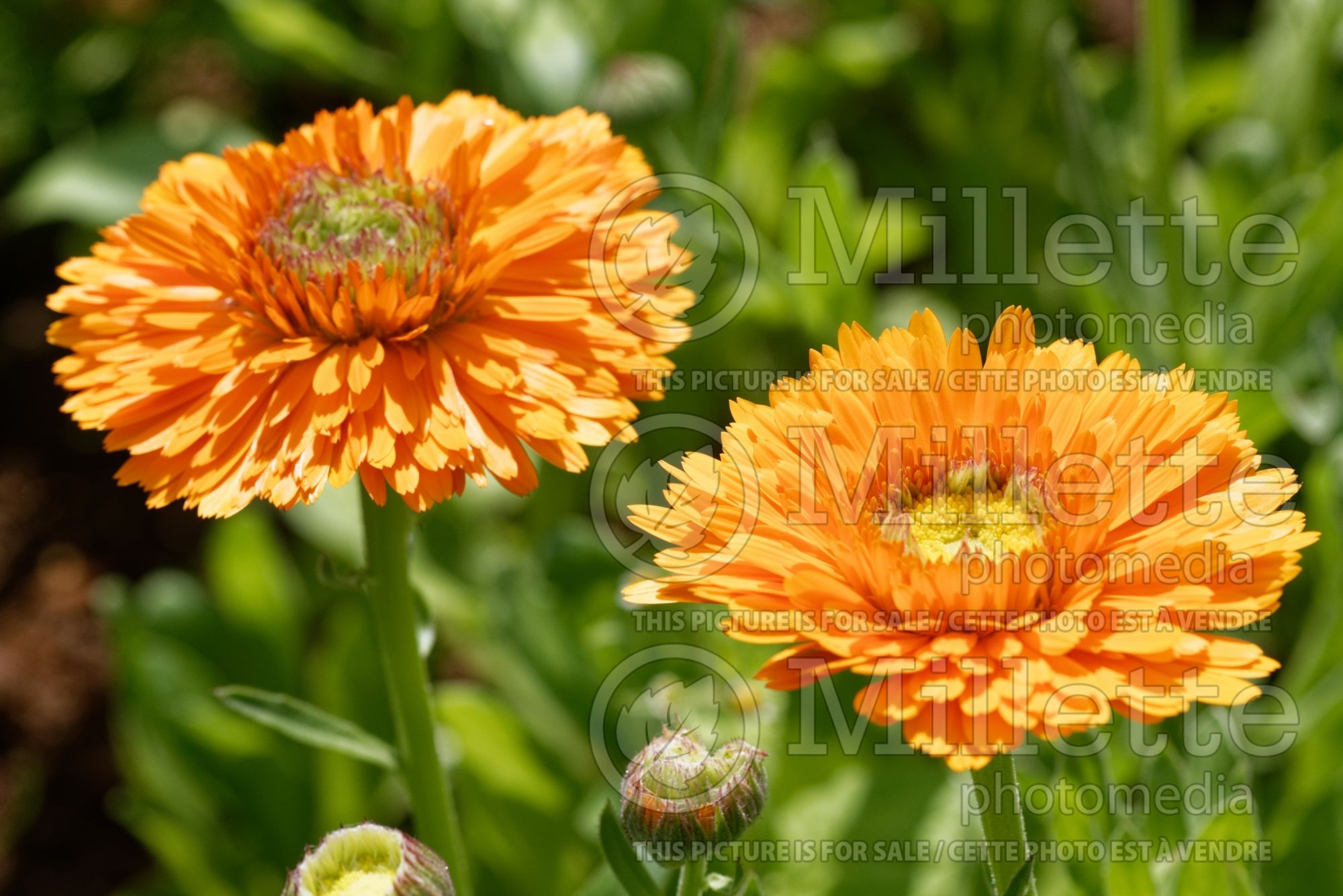 Calendula Greenheart Orange (Marigold) 1
